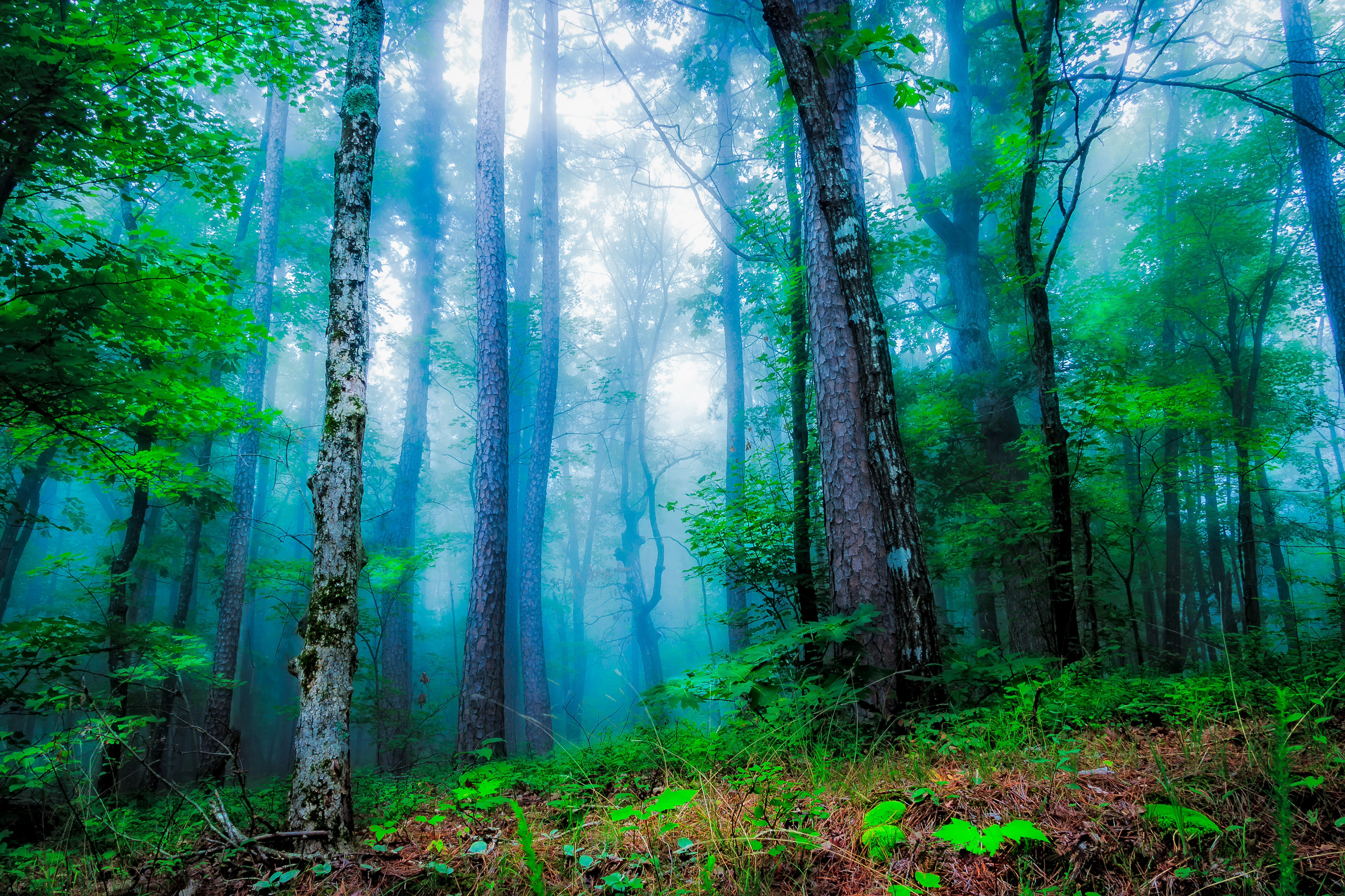 Wallpapers landscape summer forest summer on the desktop