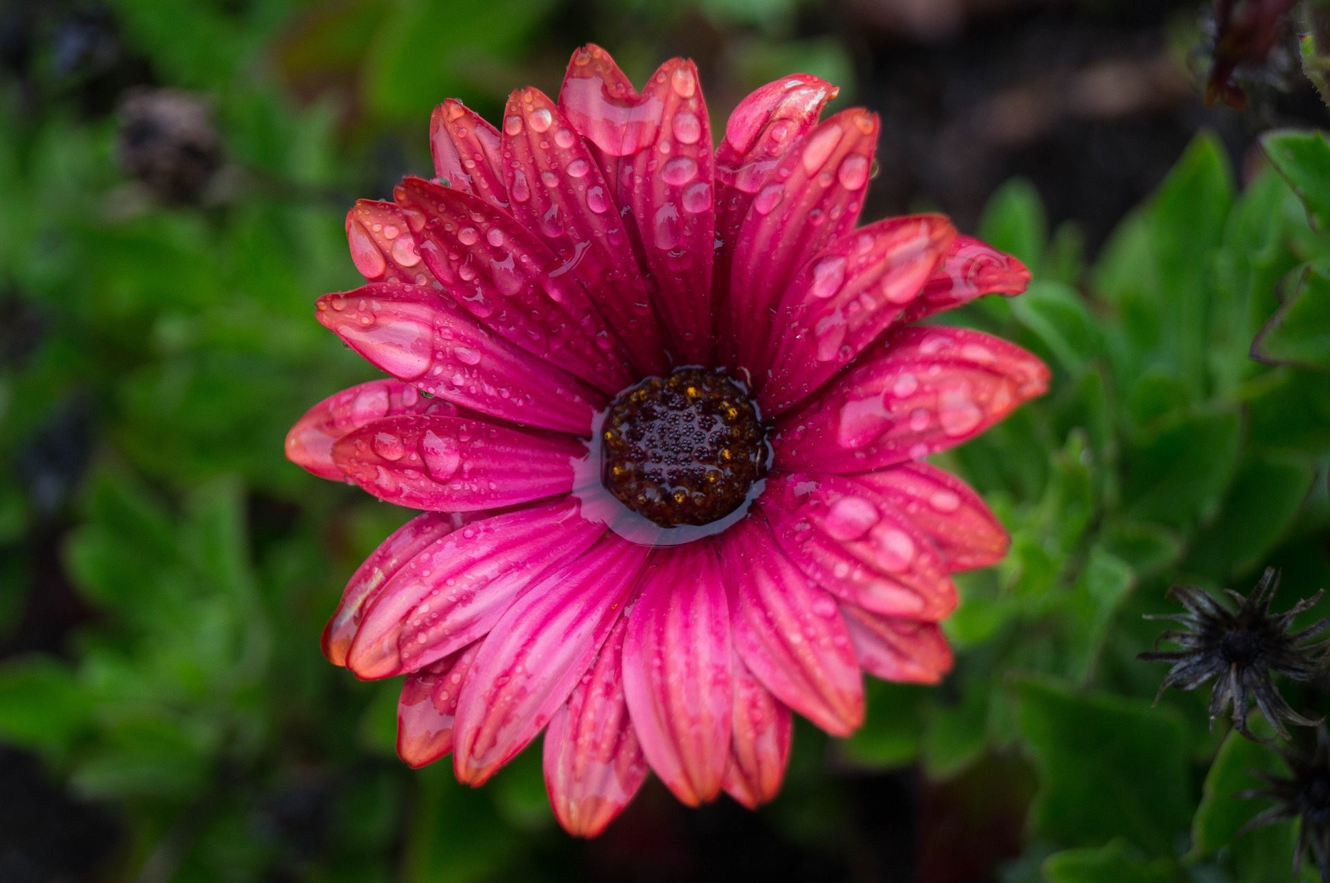 Free photo A pink flower in the rain