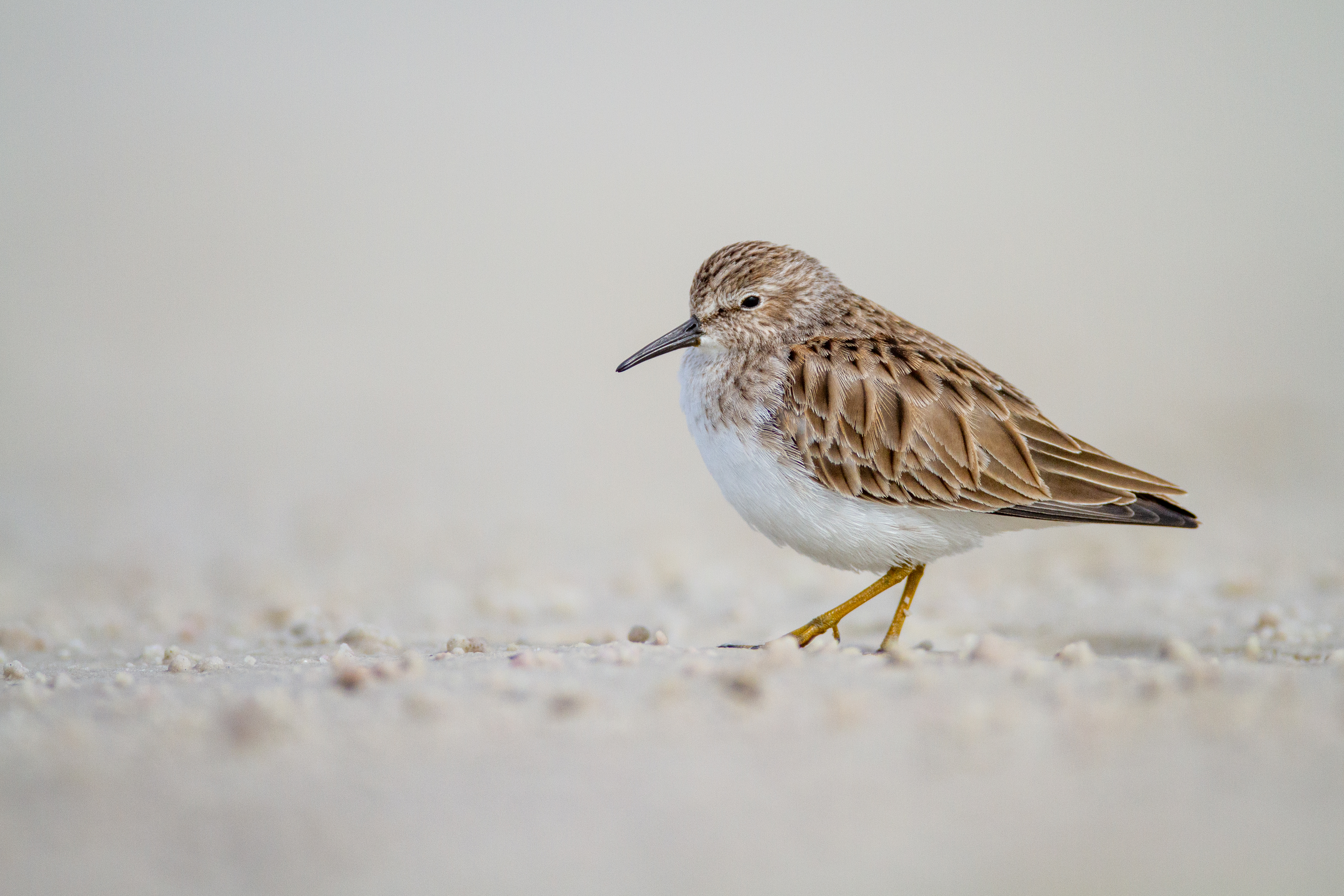 Free photo A bird wader searches along the sandy beach