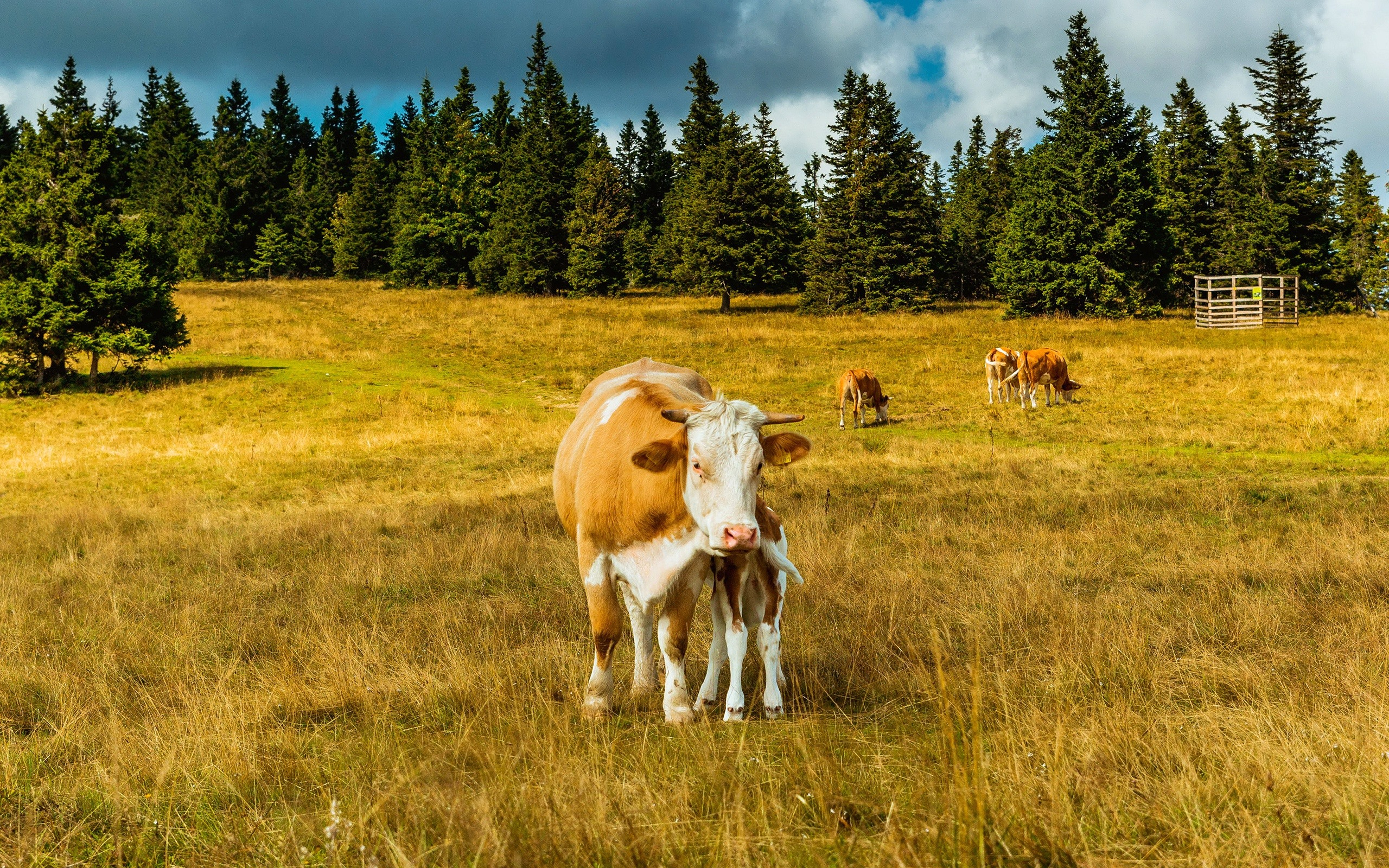Бесплатное фото Корова пасется на лугу