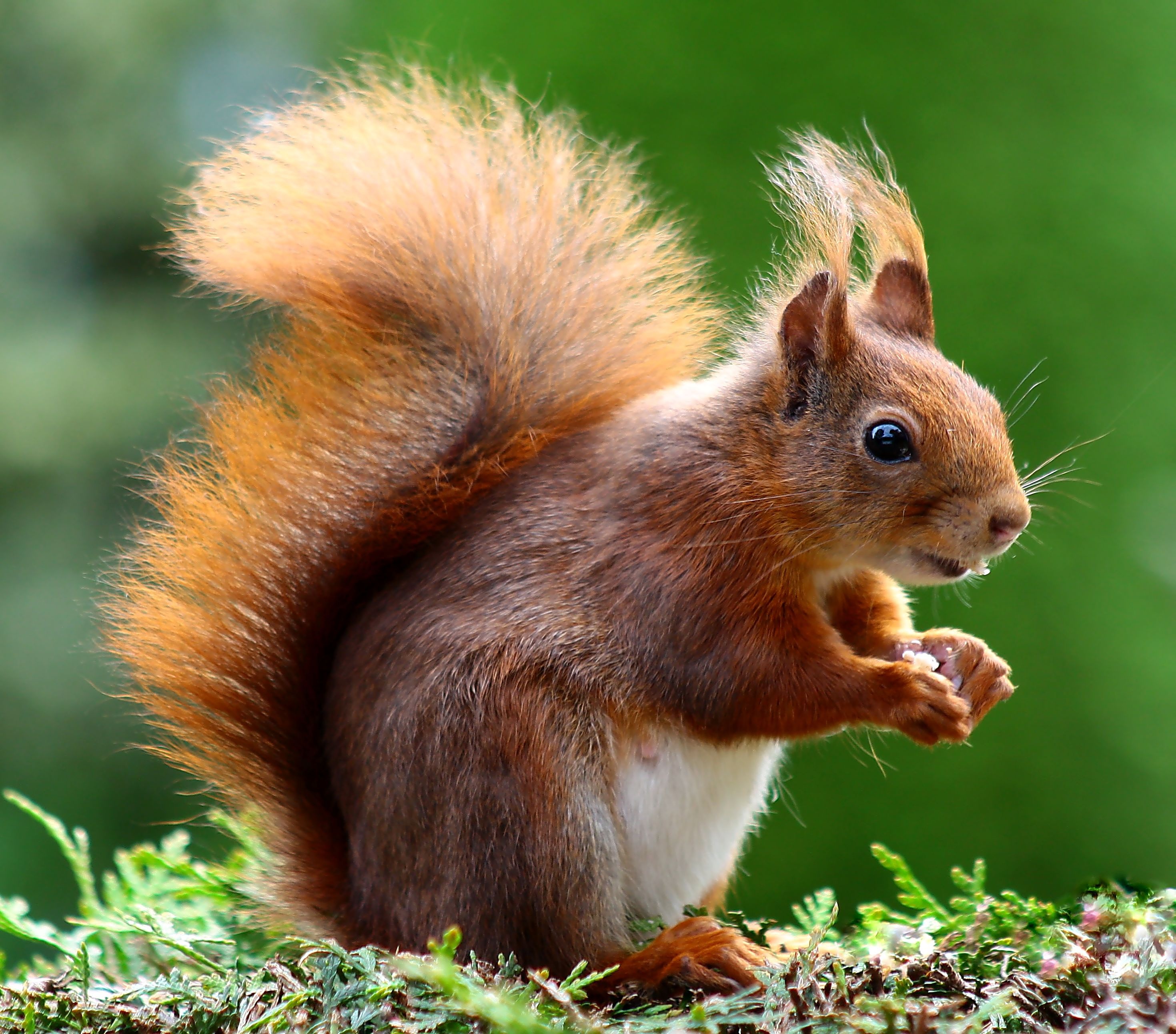 Free photo The squirrel is stocking up on nuts