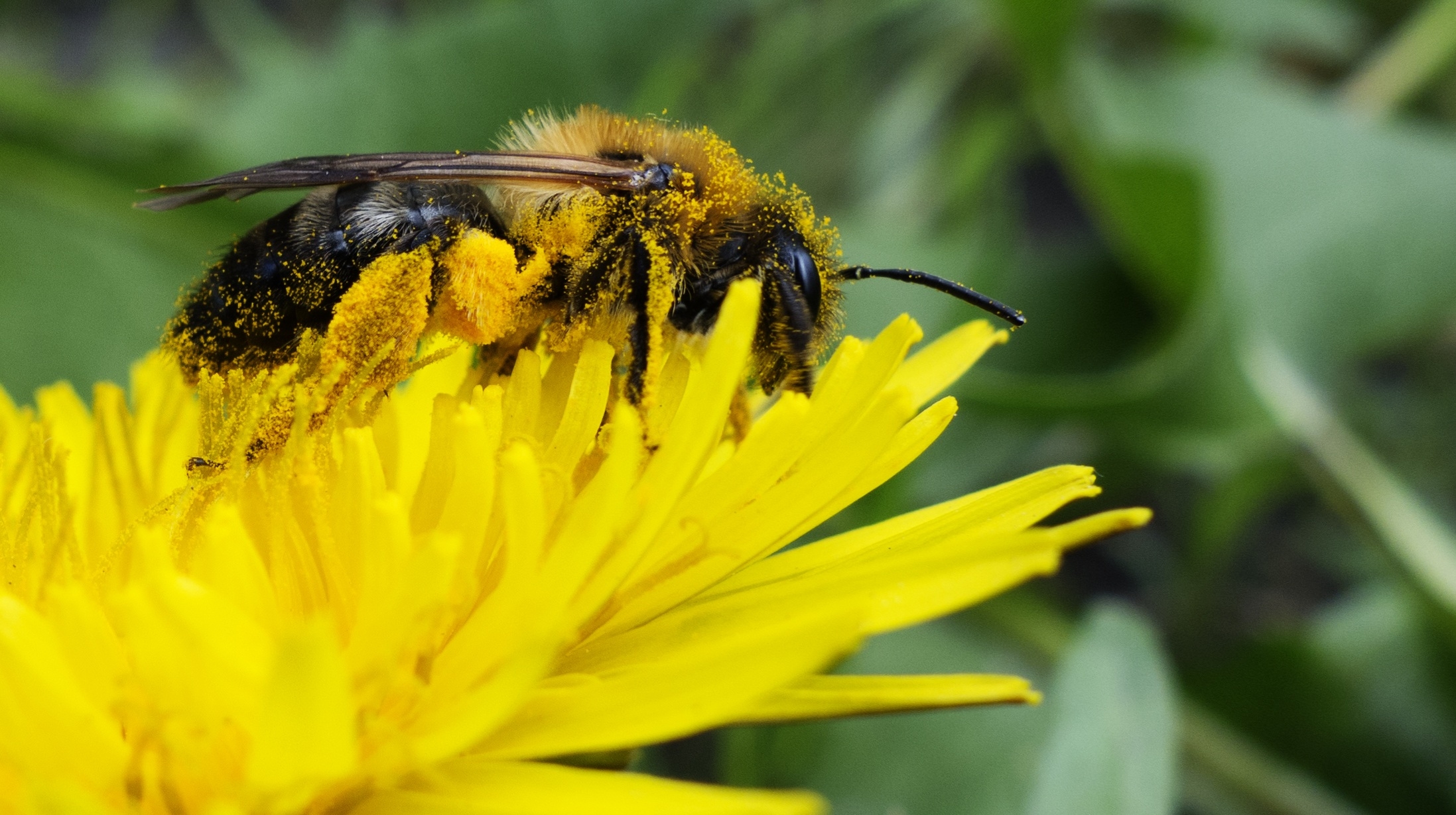 A wasp collects pollen on a yellow flower.