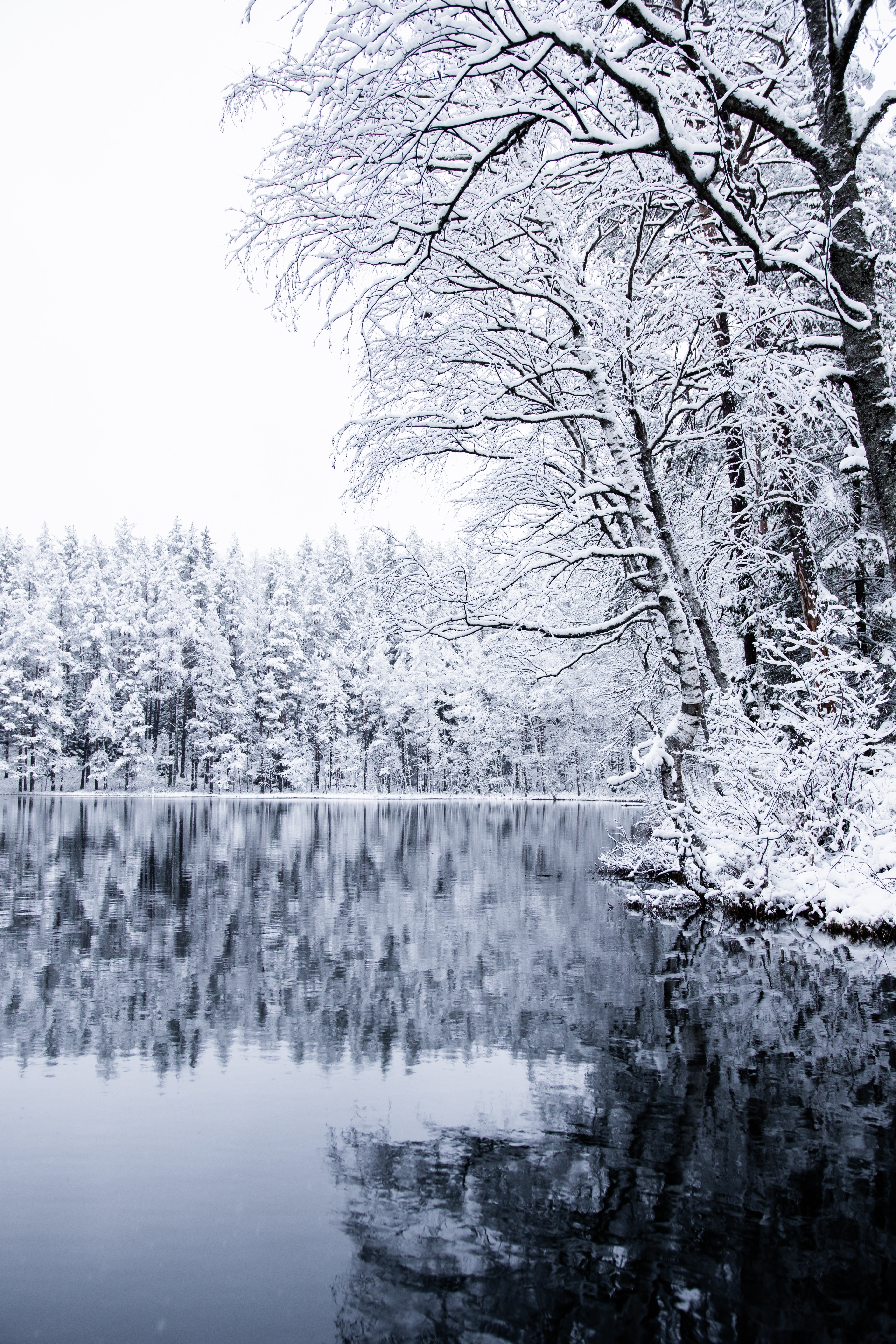 Wallpapers lake frost trees on the desktop