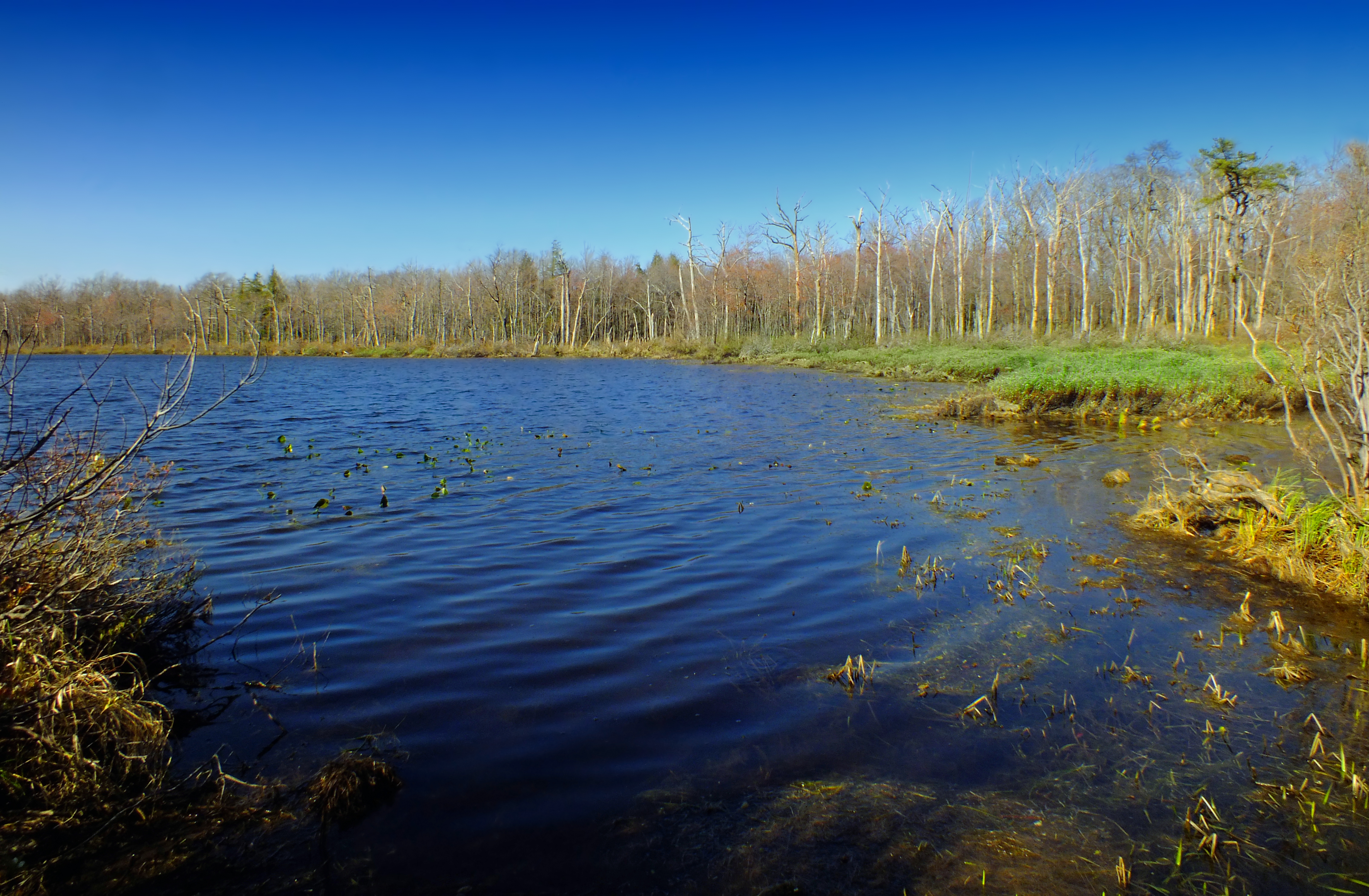 Обои пейзаж дерево природа на рабочий стол