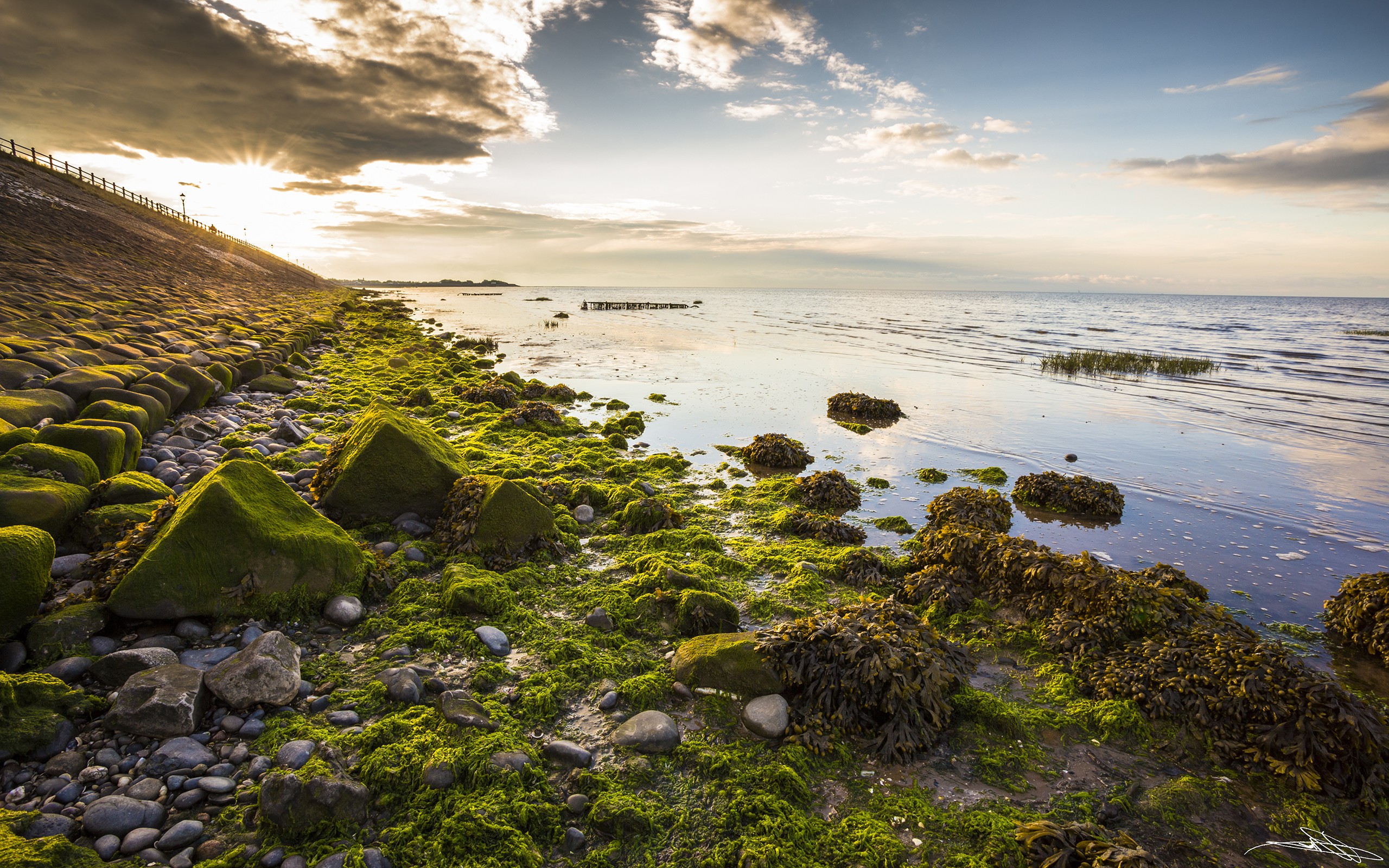 Moss with stones on the seashore