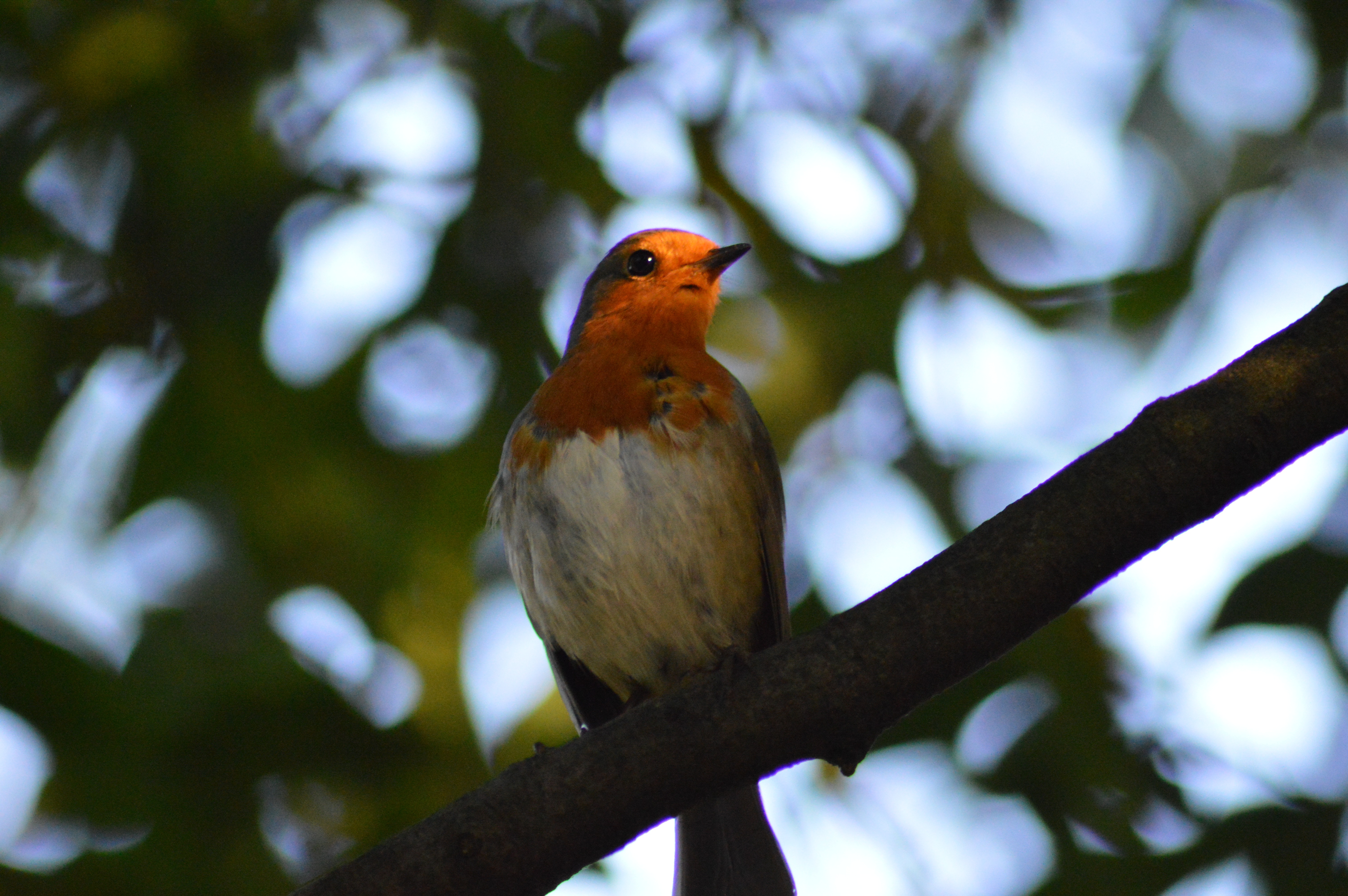 Free photo A finch sits on a branch