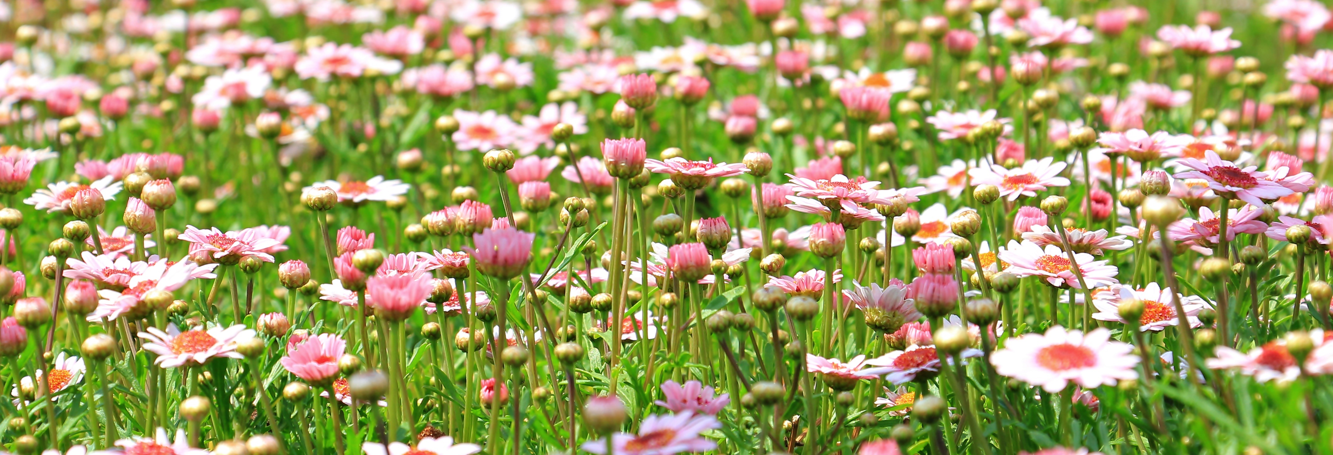 Wallpapers field grass family spring meadow on the desktop