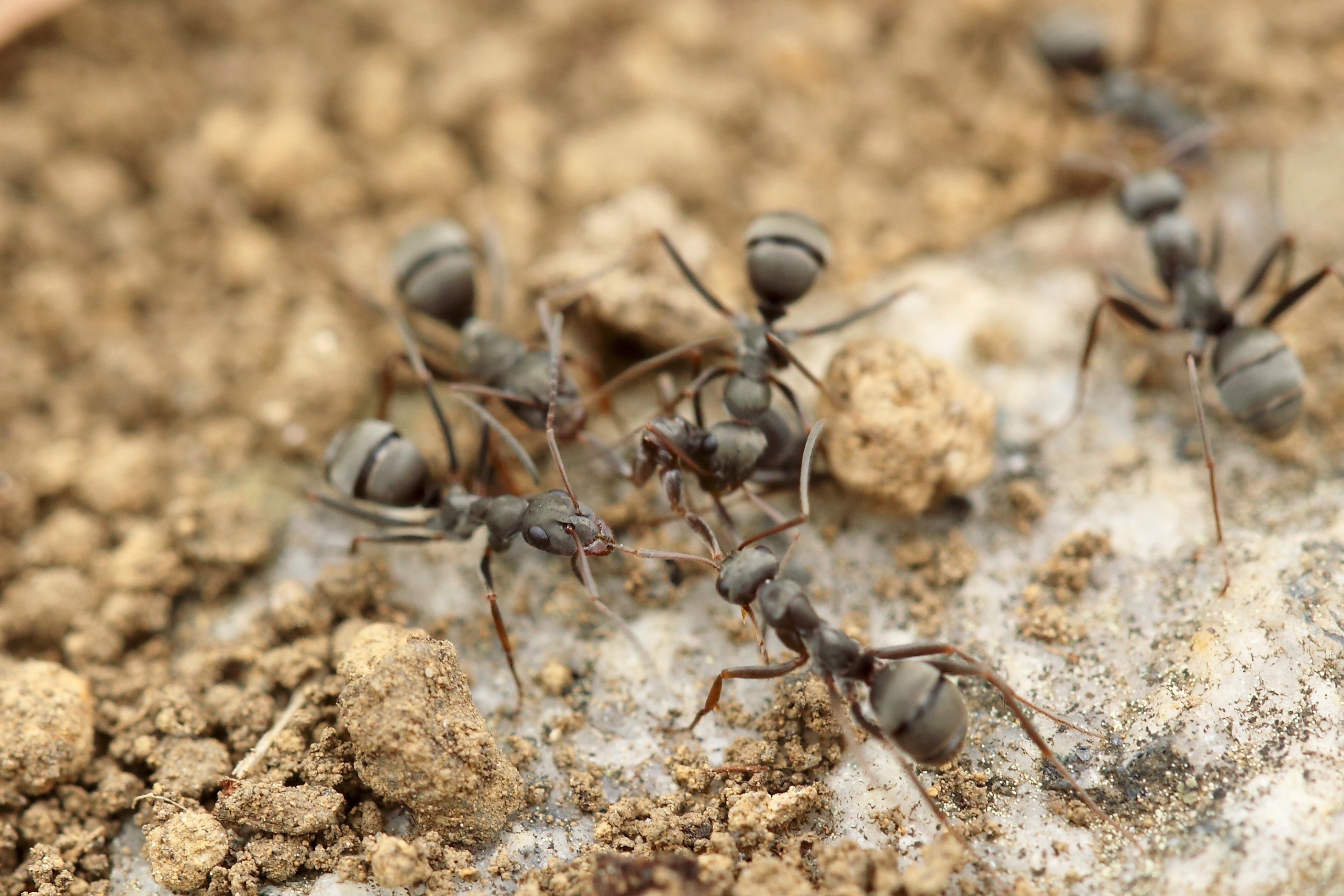 Wallpapers sand soil wildlife on the desktop