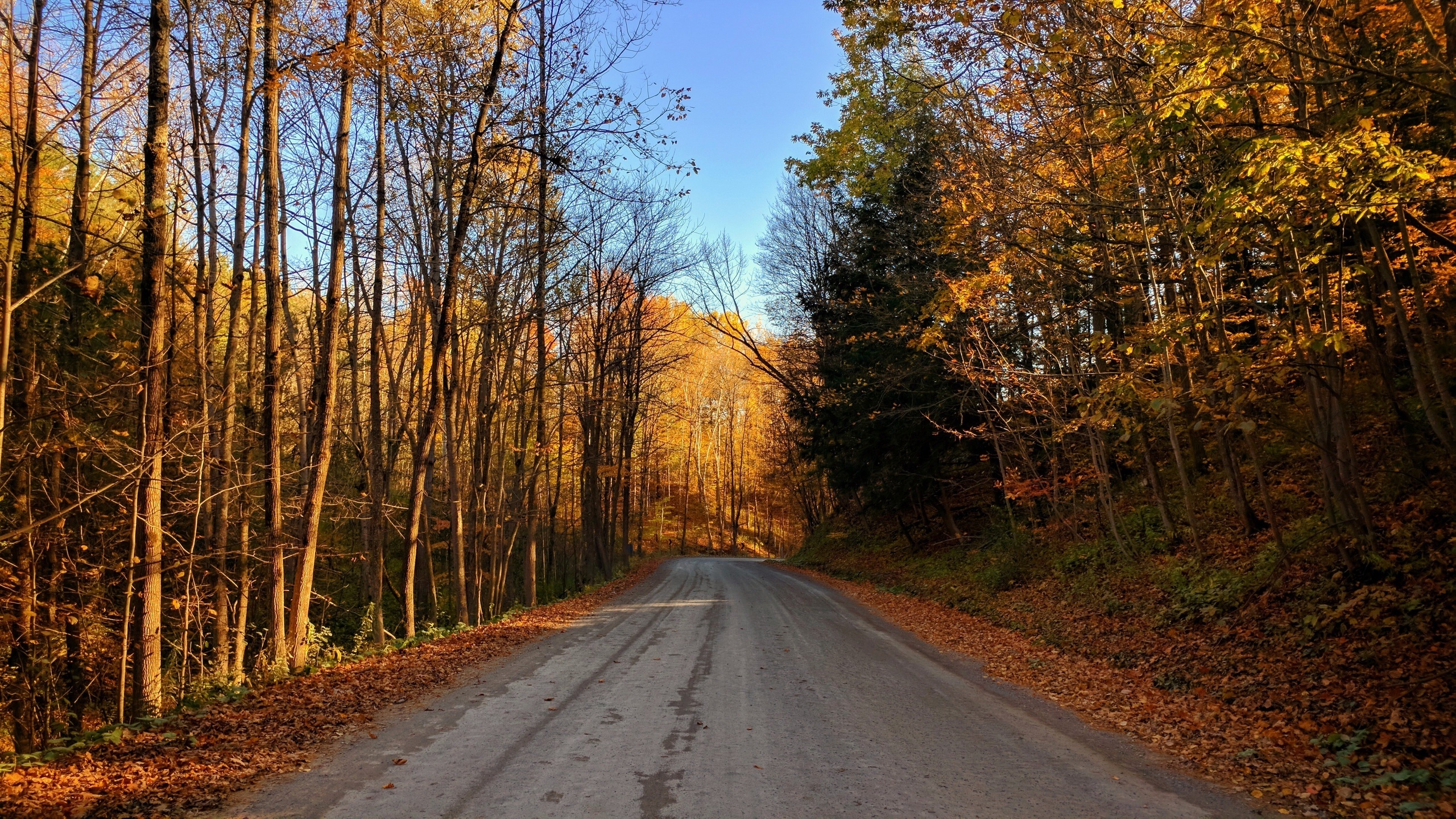 Free photo A dirt road in an autumn forest