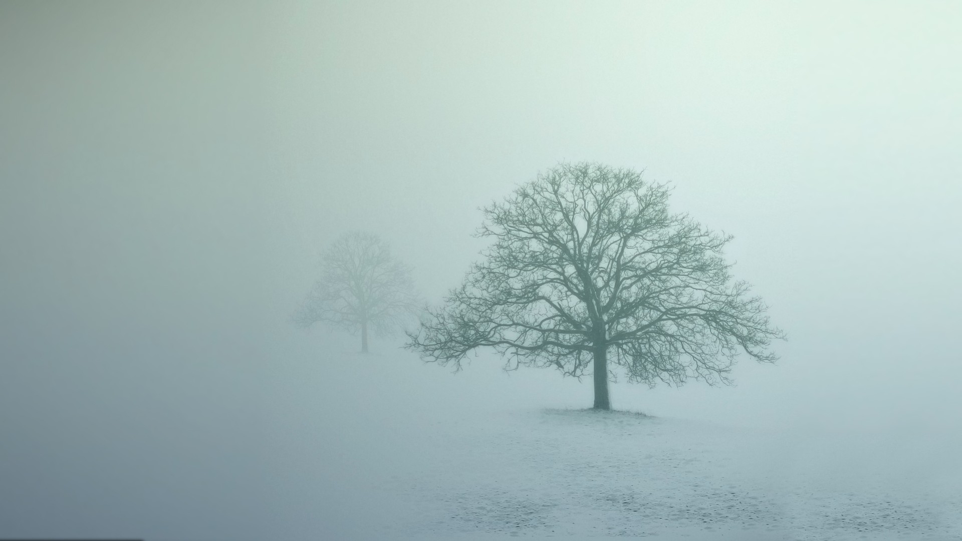 Free photo Autumn trees during low visibility