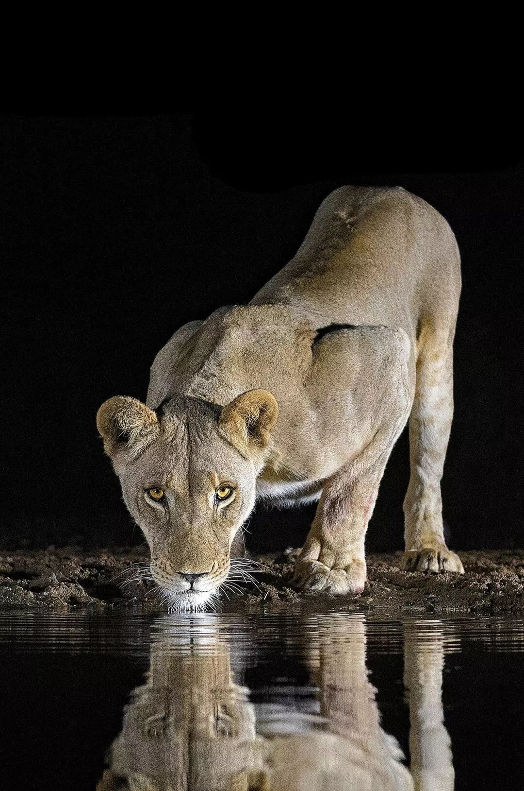 免费照片水边的母狮
