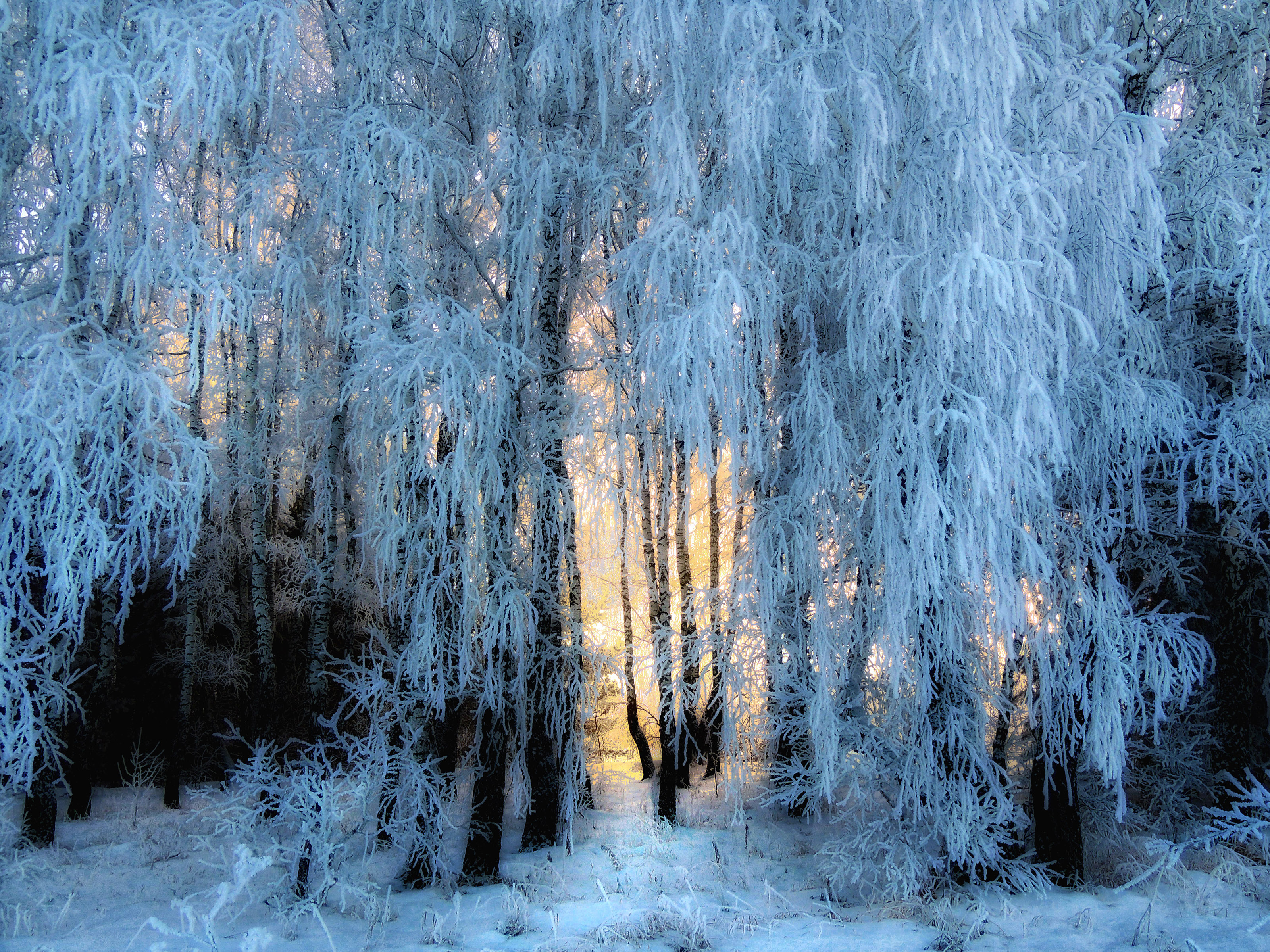 Wallpapers trees in the snow frost fabulous winter on the desktop