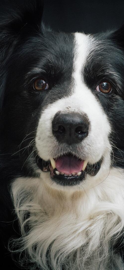 Бесплатное фото Портрет черно-белого пса