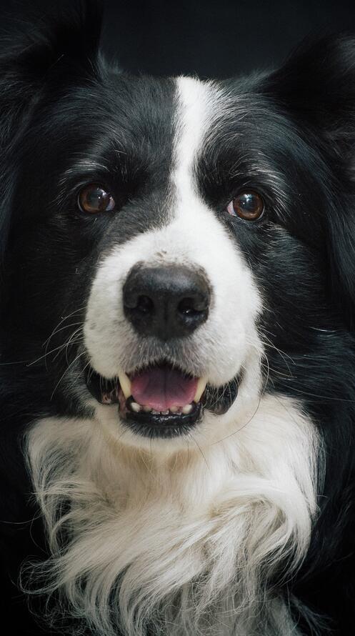 Бесплатное фото Портрет черно-белого пса
