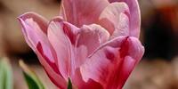 Розовый тюльпан крупным планом