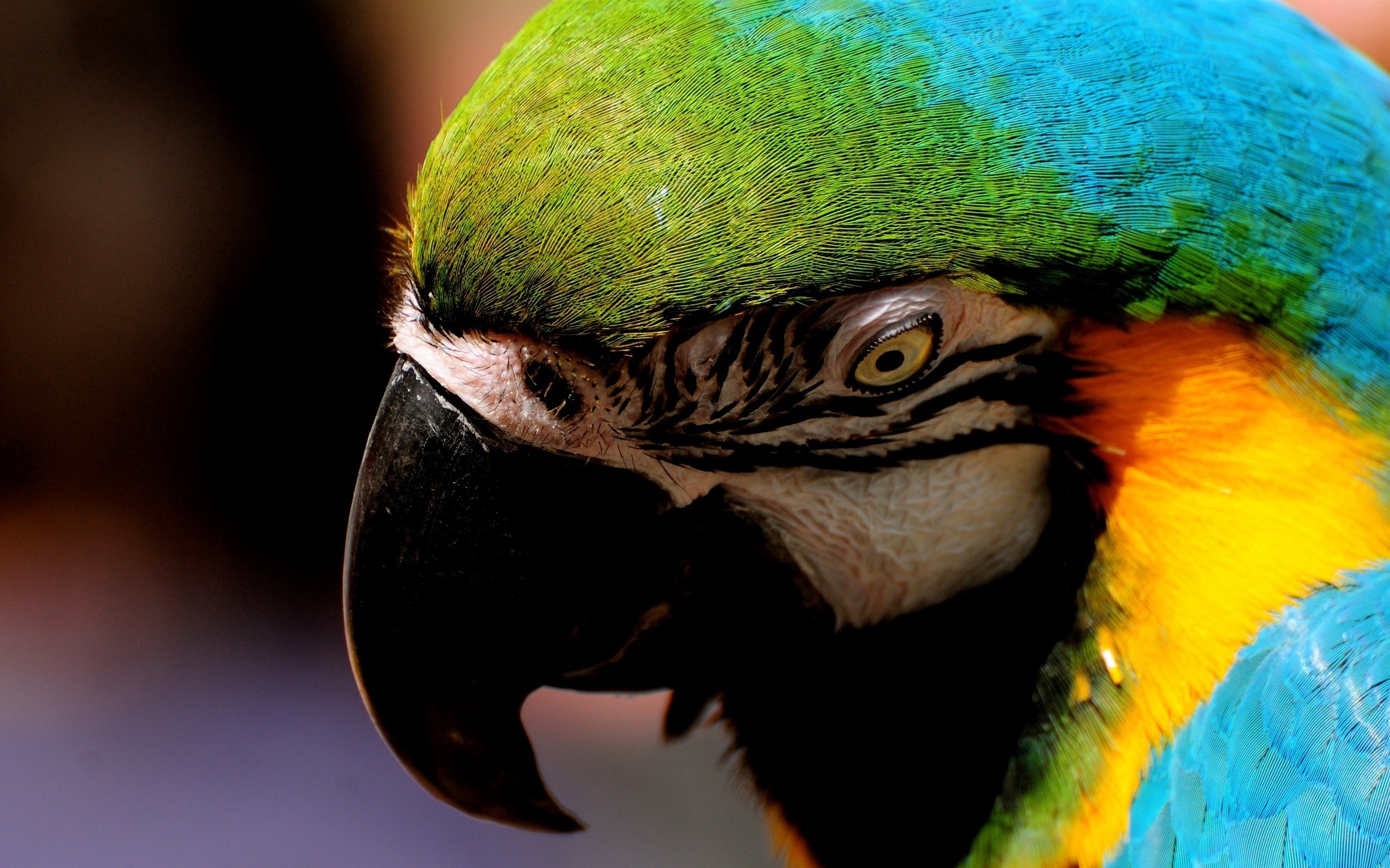 Wallpapers colorful parrot green on the desktop