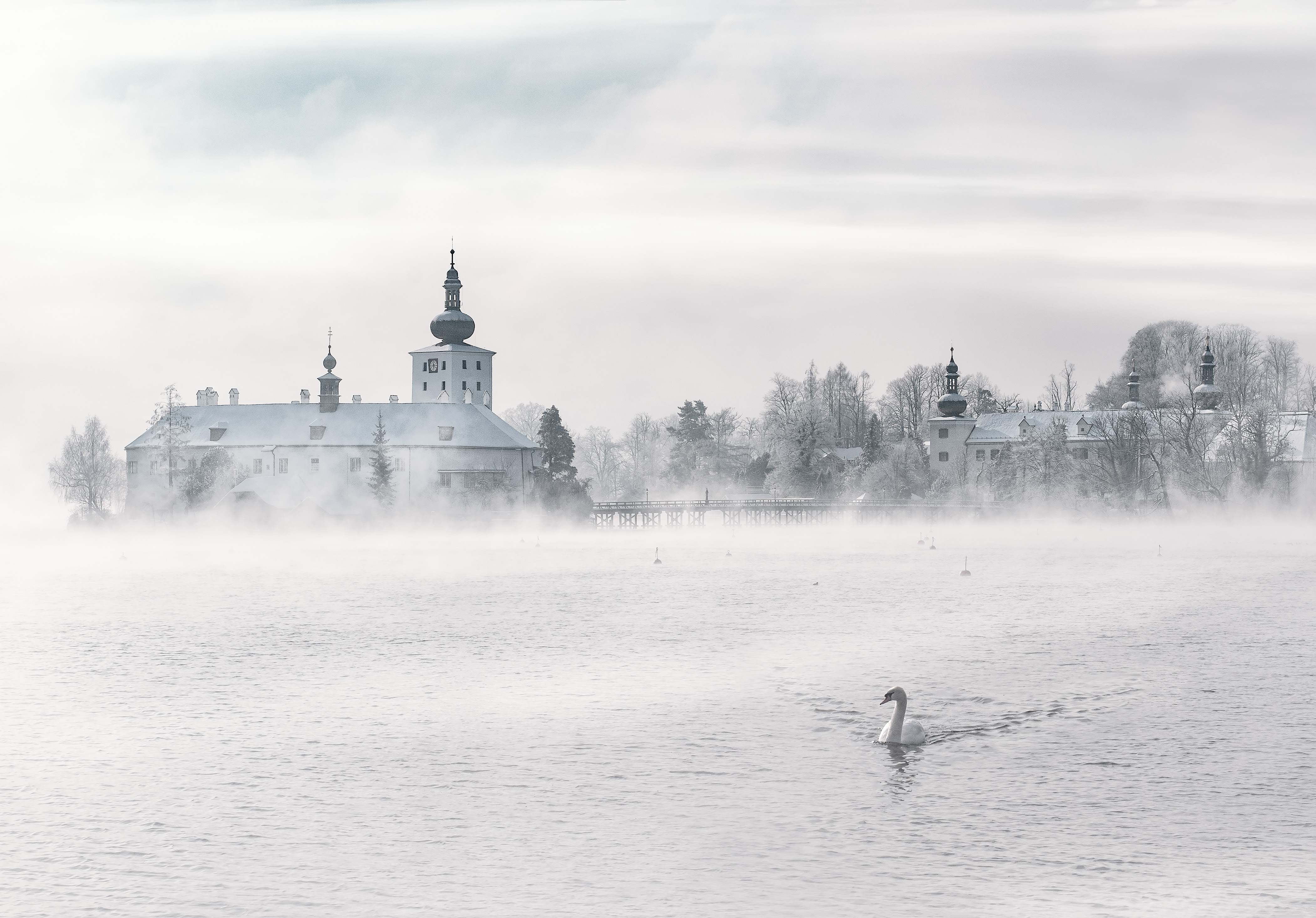 一只天鹅在浓雾中游过湖面。