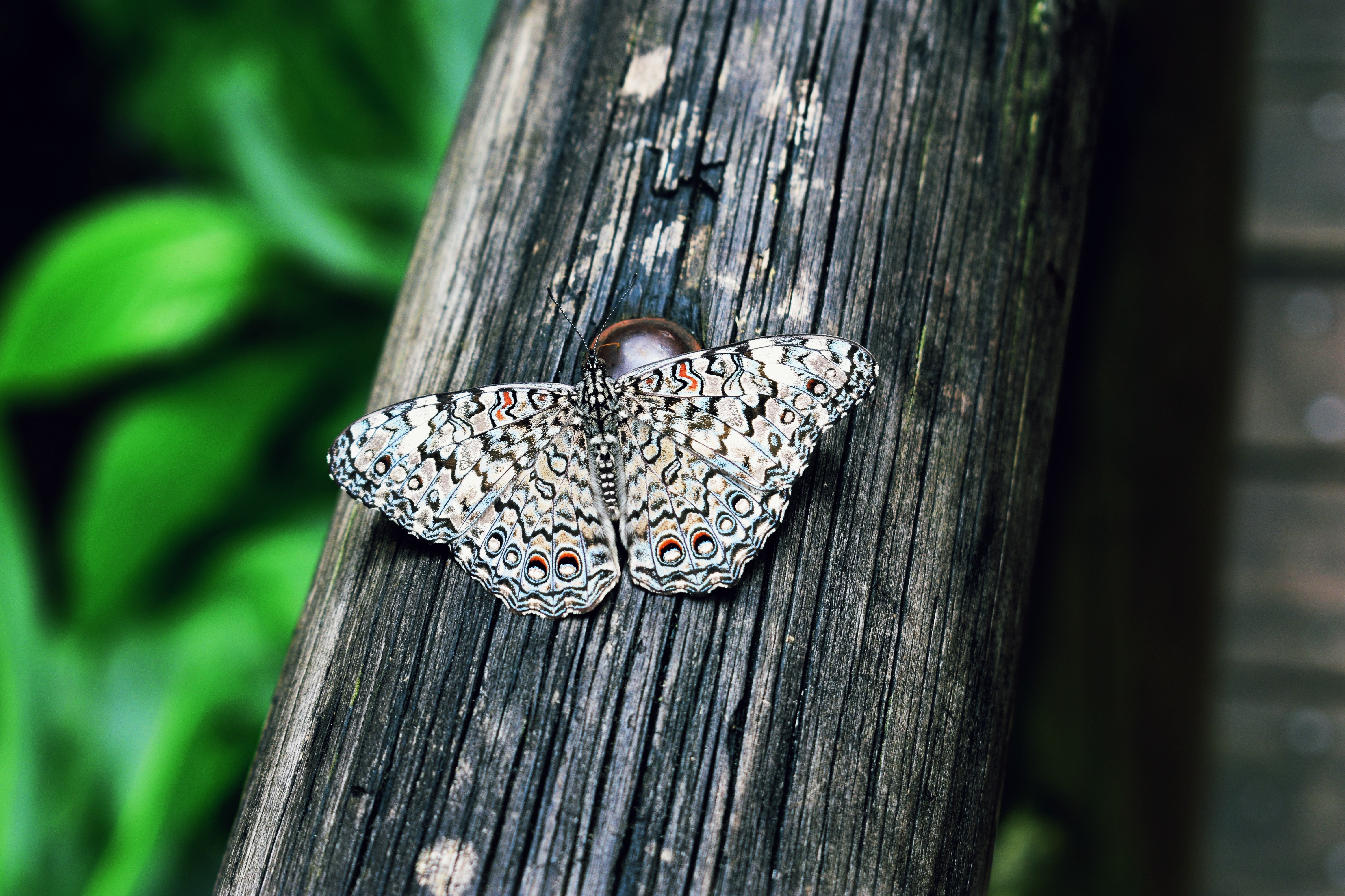 A white butterfly with a beautiful pattern on its wings sits on a wooden log