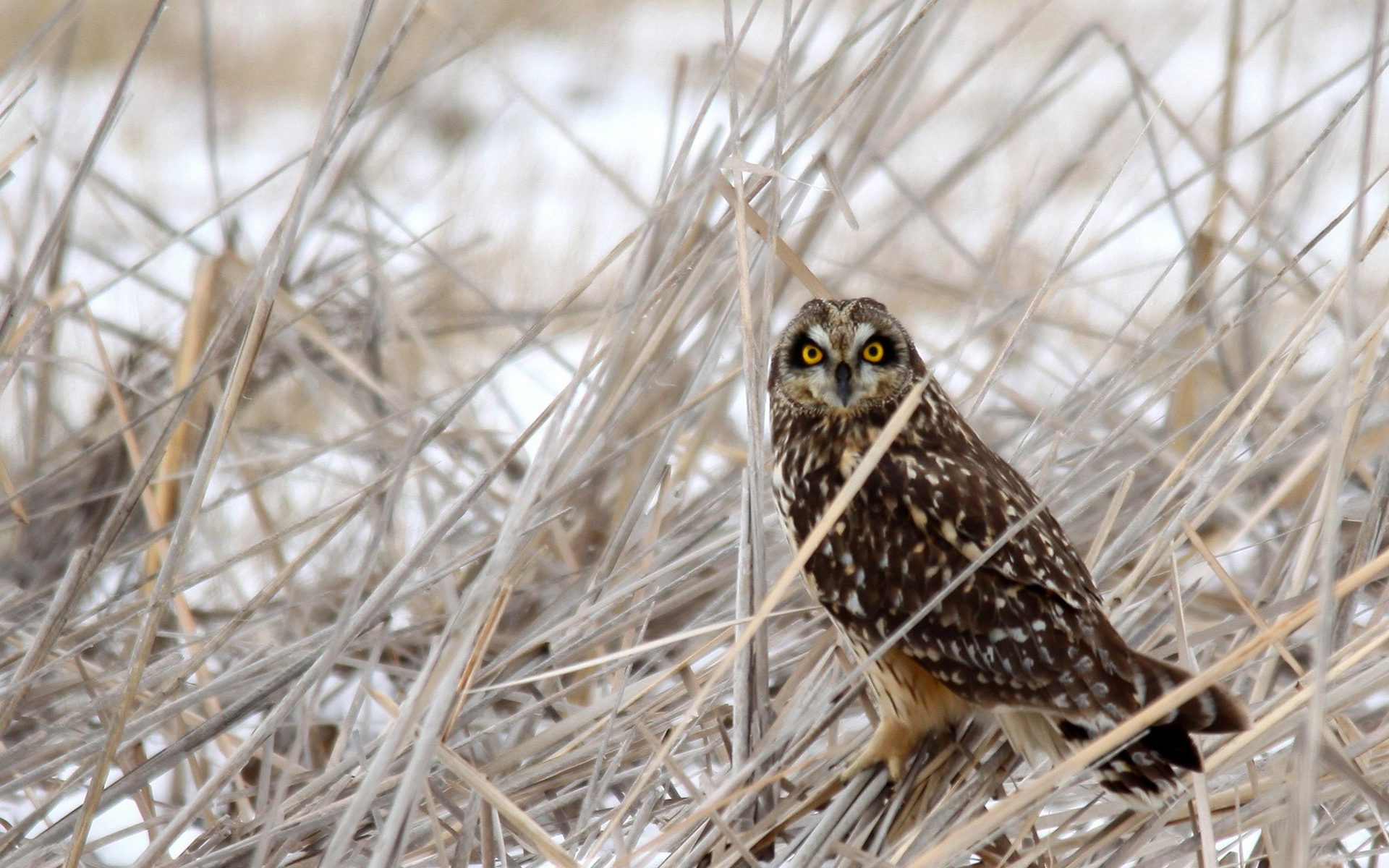 Wallpapers owl beak yellow eyes on the desktop