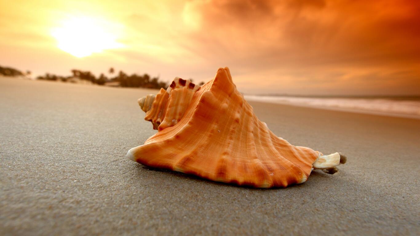 Wallpapers shell on the beach beach sand 1366x768 from pikahy - desktop ...