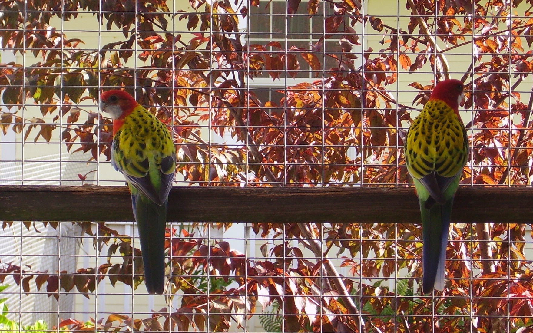 Бесплатное фото Красные попугаи в вольере