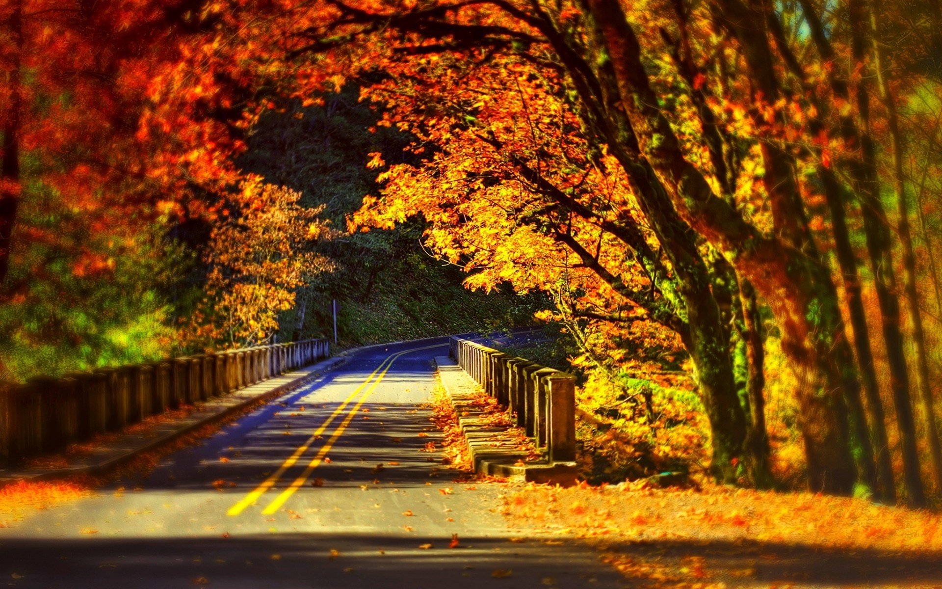 桌面上的壁纸桥牌 秋叶 树木