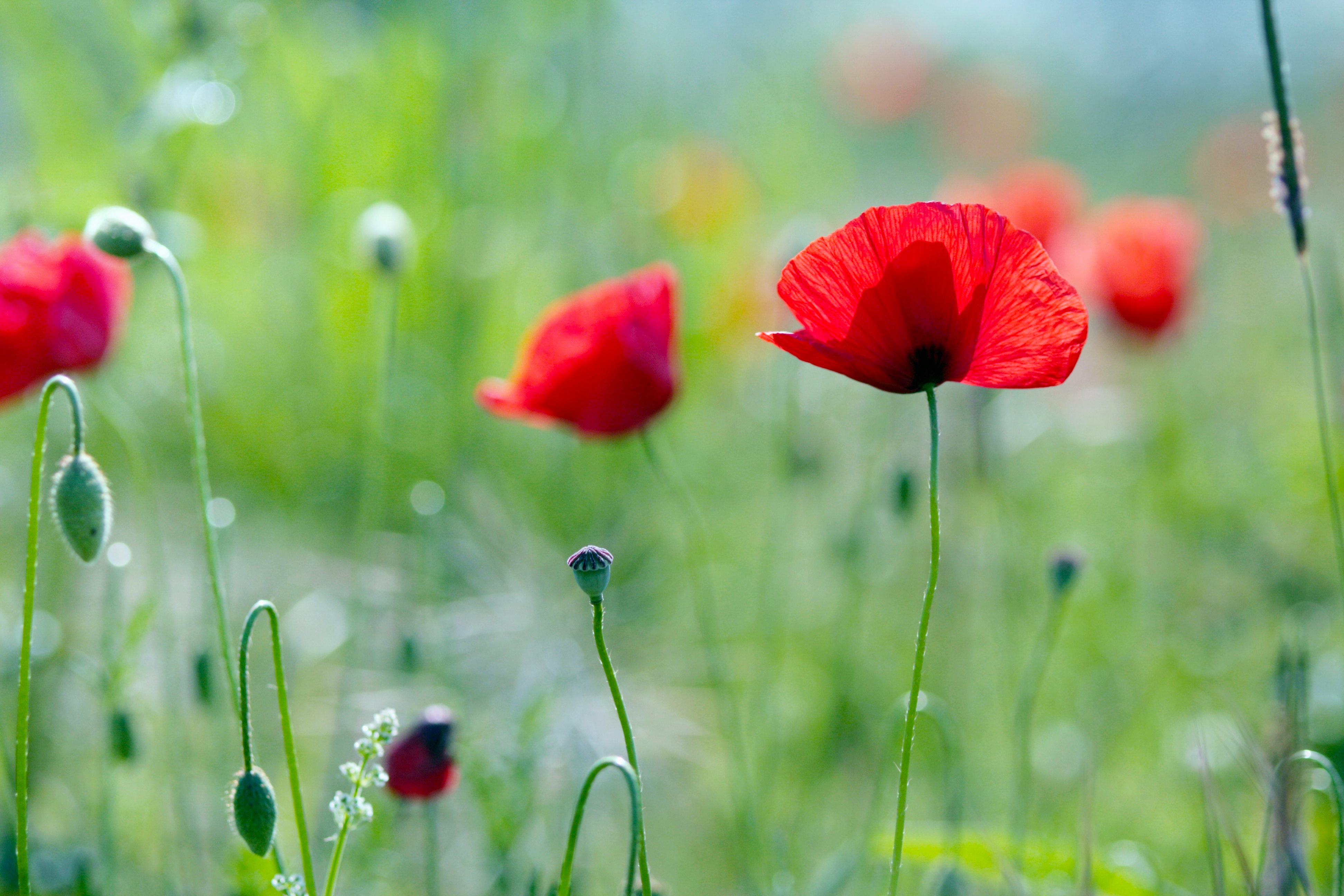 Wallpapers flowers nature red on the desktop