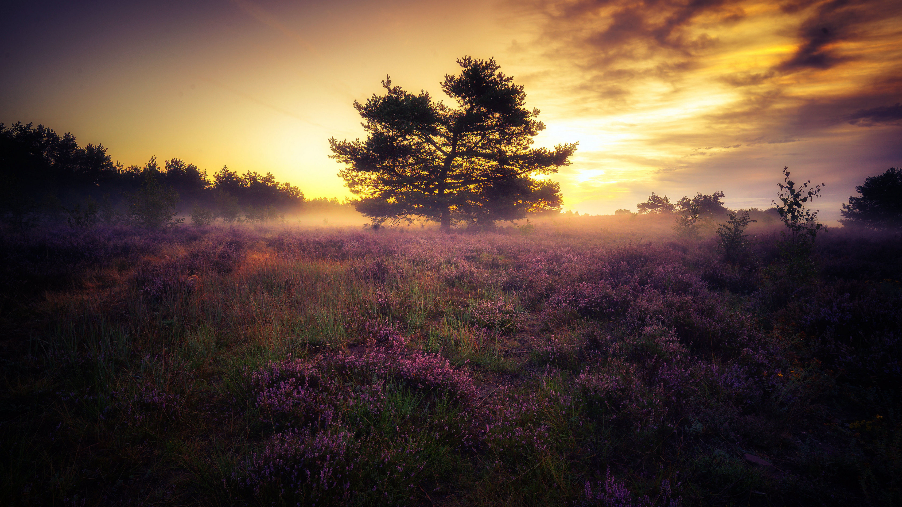 Free photo A lone tree at sunset