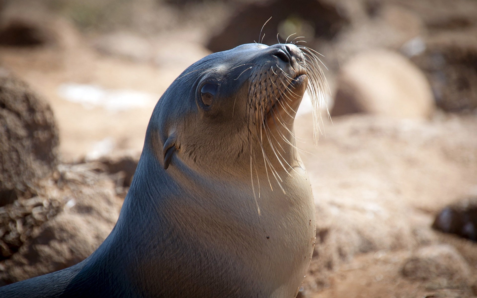Wallpapers seal head smooth on the desktop