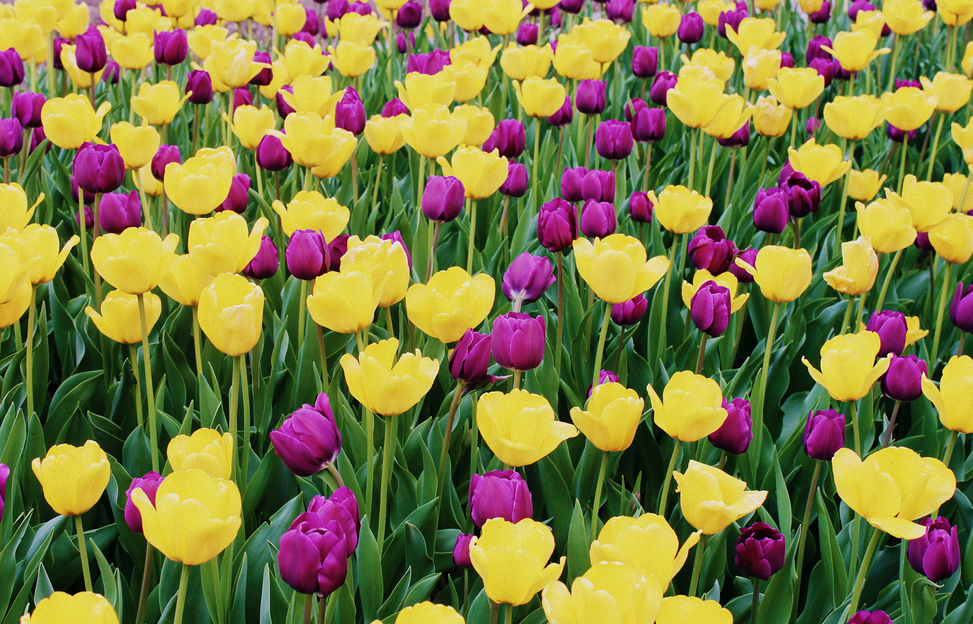 What tulips look like