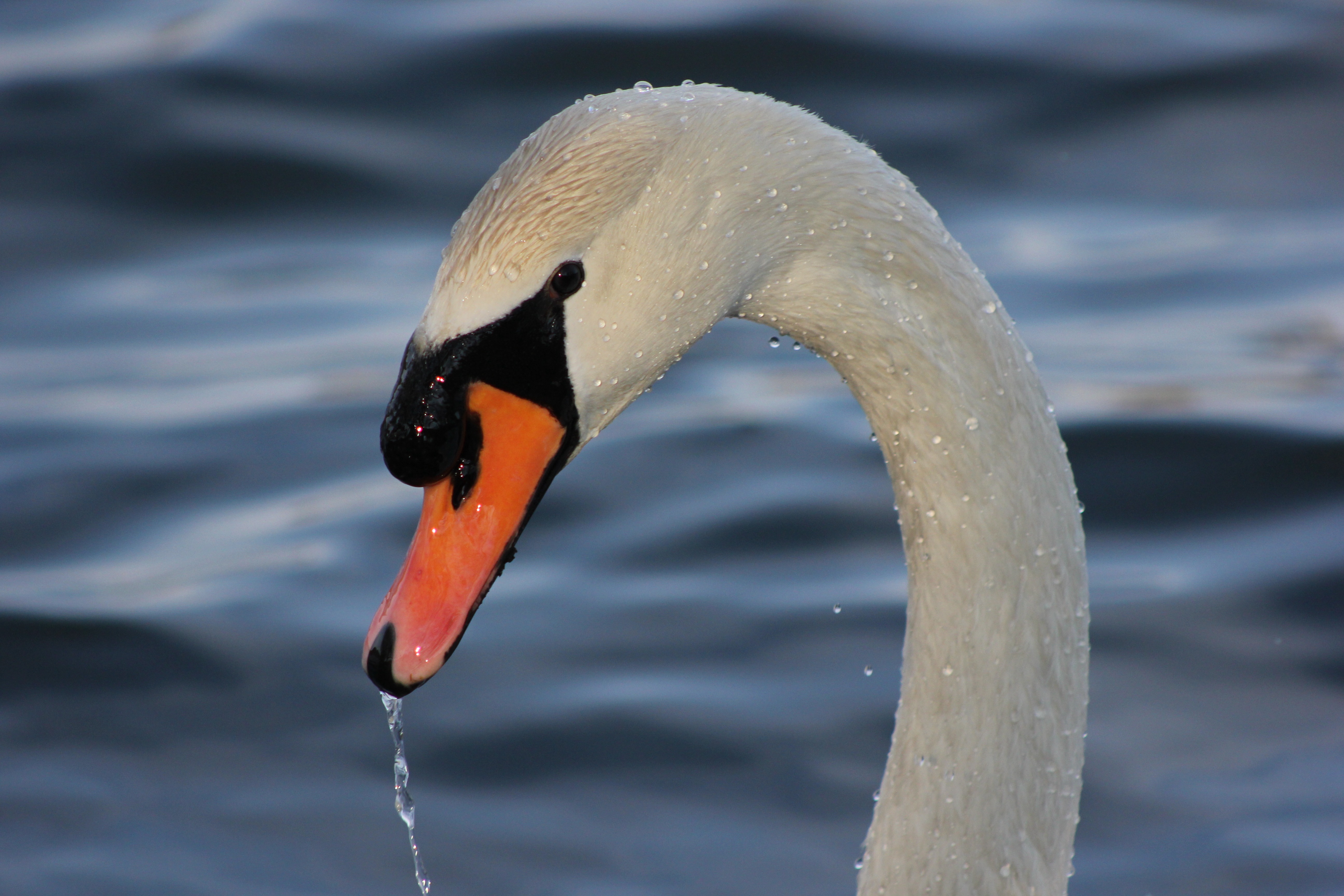 Wallpapers water nature bird on the desktop