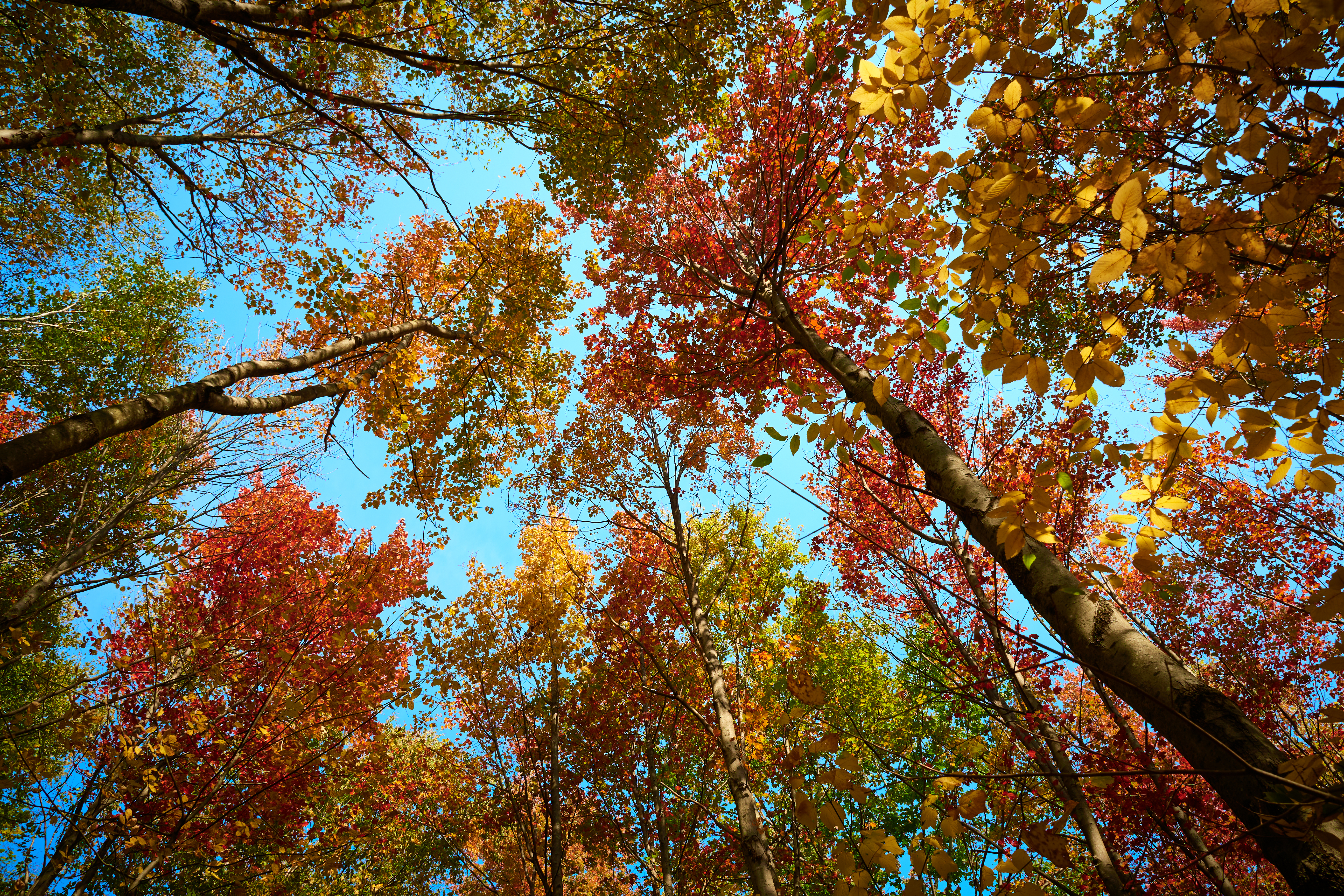 Autumn leaves on the tree tops