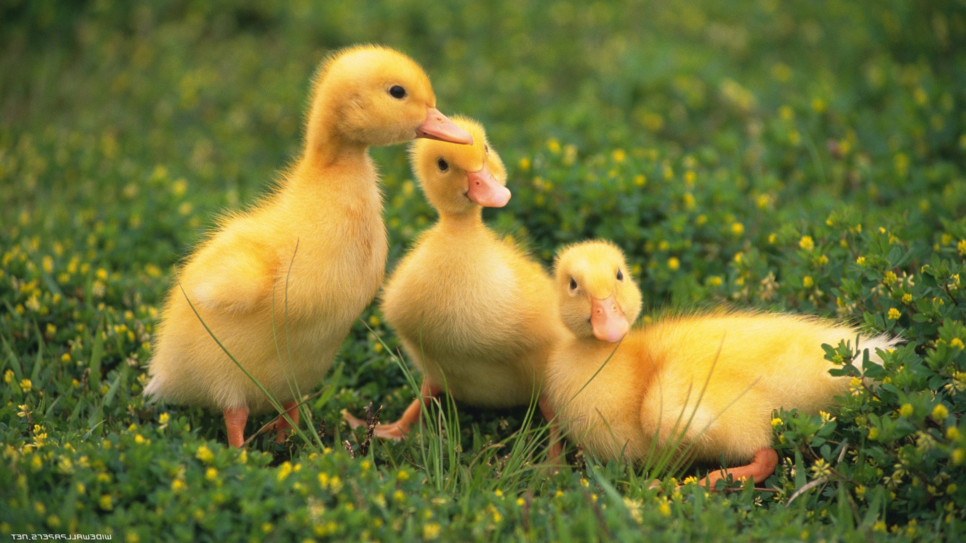 Three ducklings walking on the green grass.