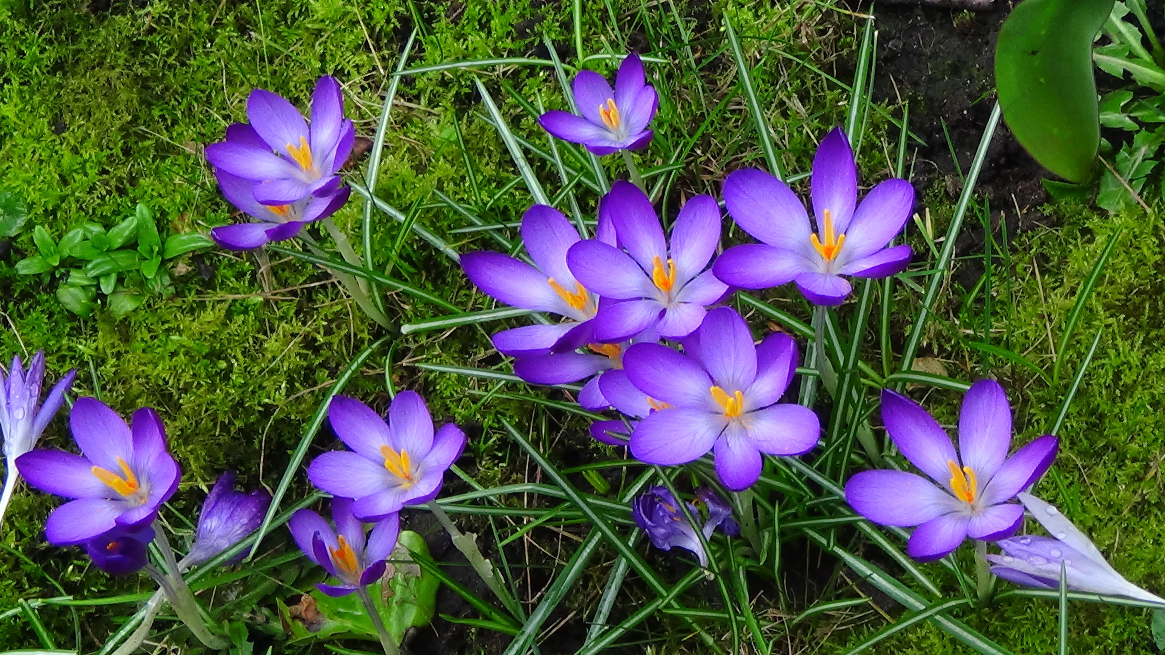 Wallpapers green grass purple flowers flora on the desktop