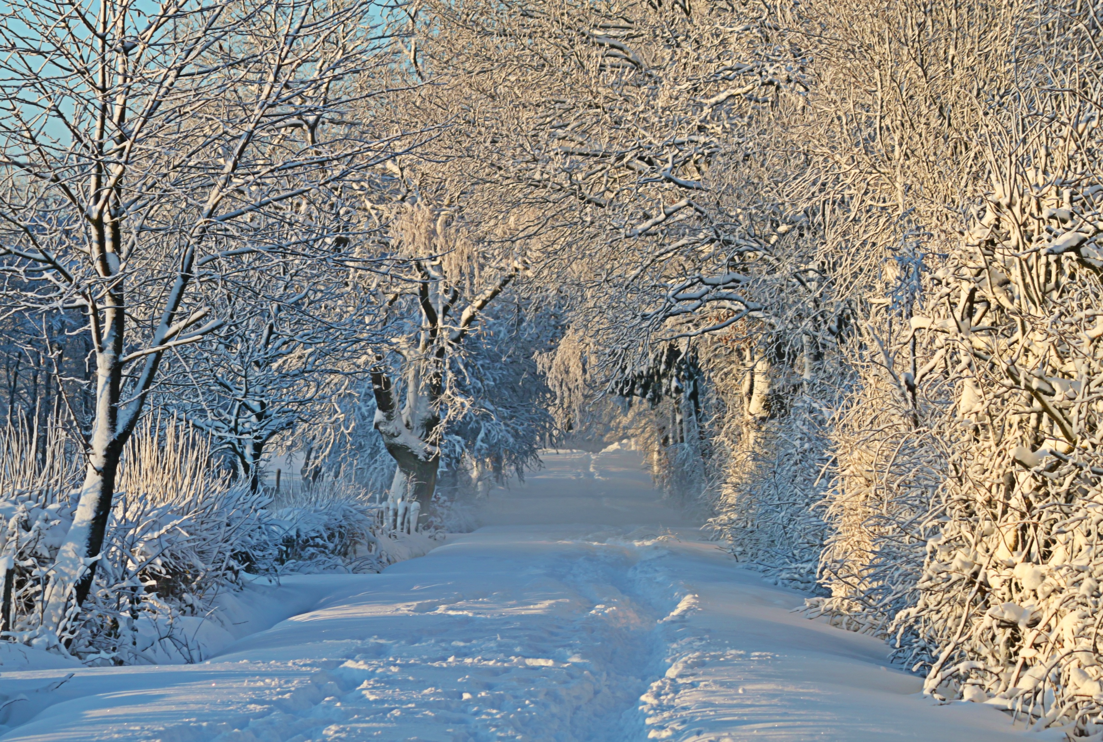 Free photo A walk in the snowy forest