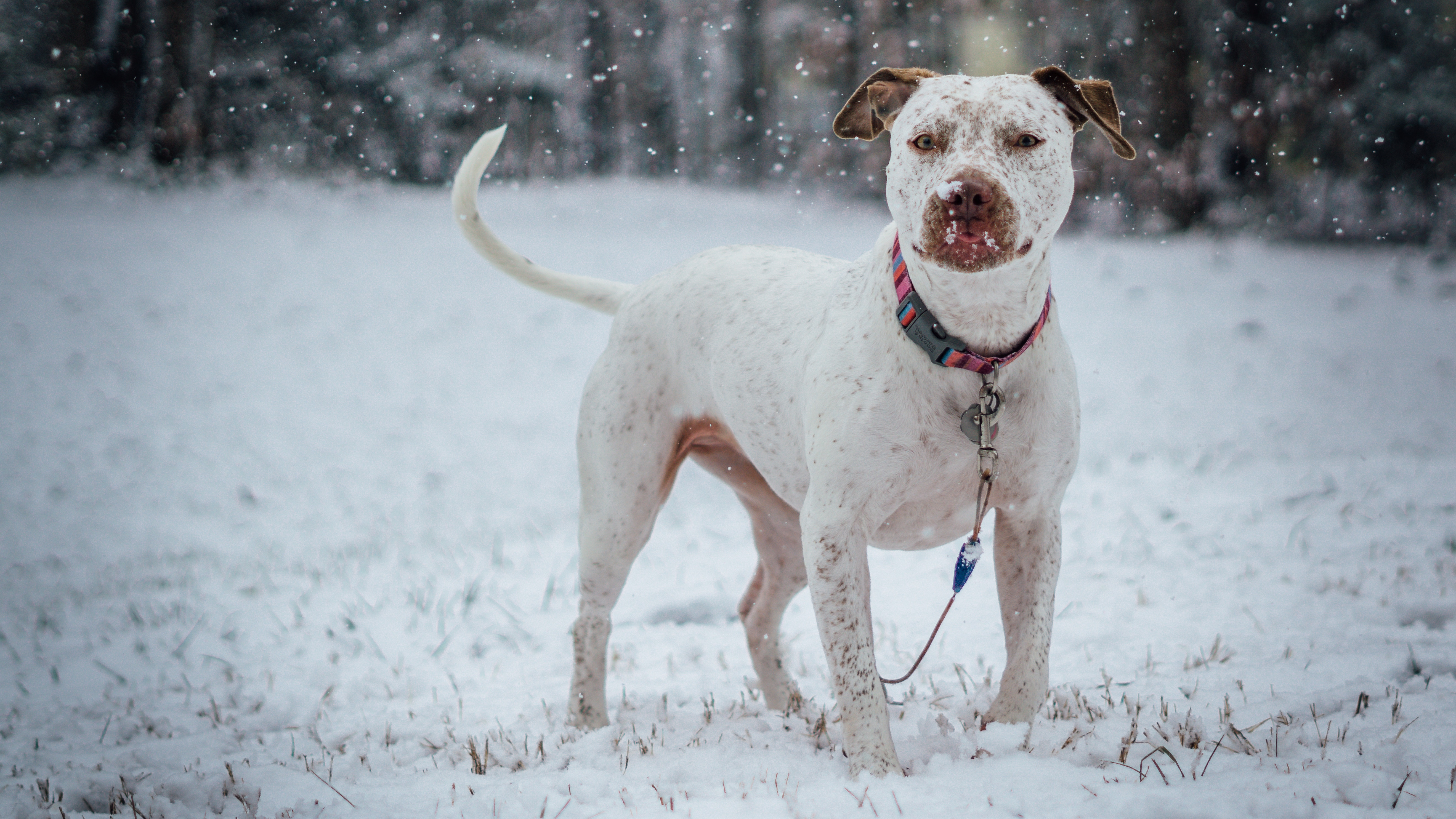 Wallpapers pit bull terrier dog snow on the desktop