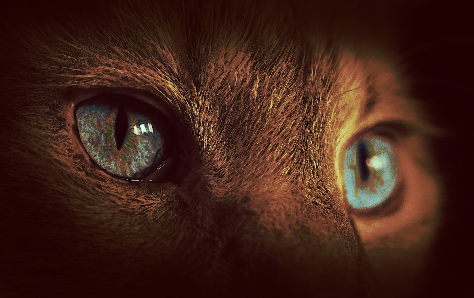 Free photo Cat`s eye