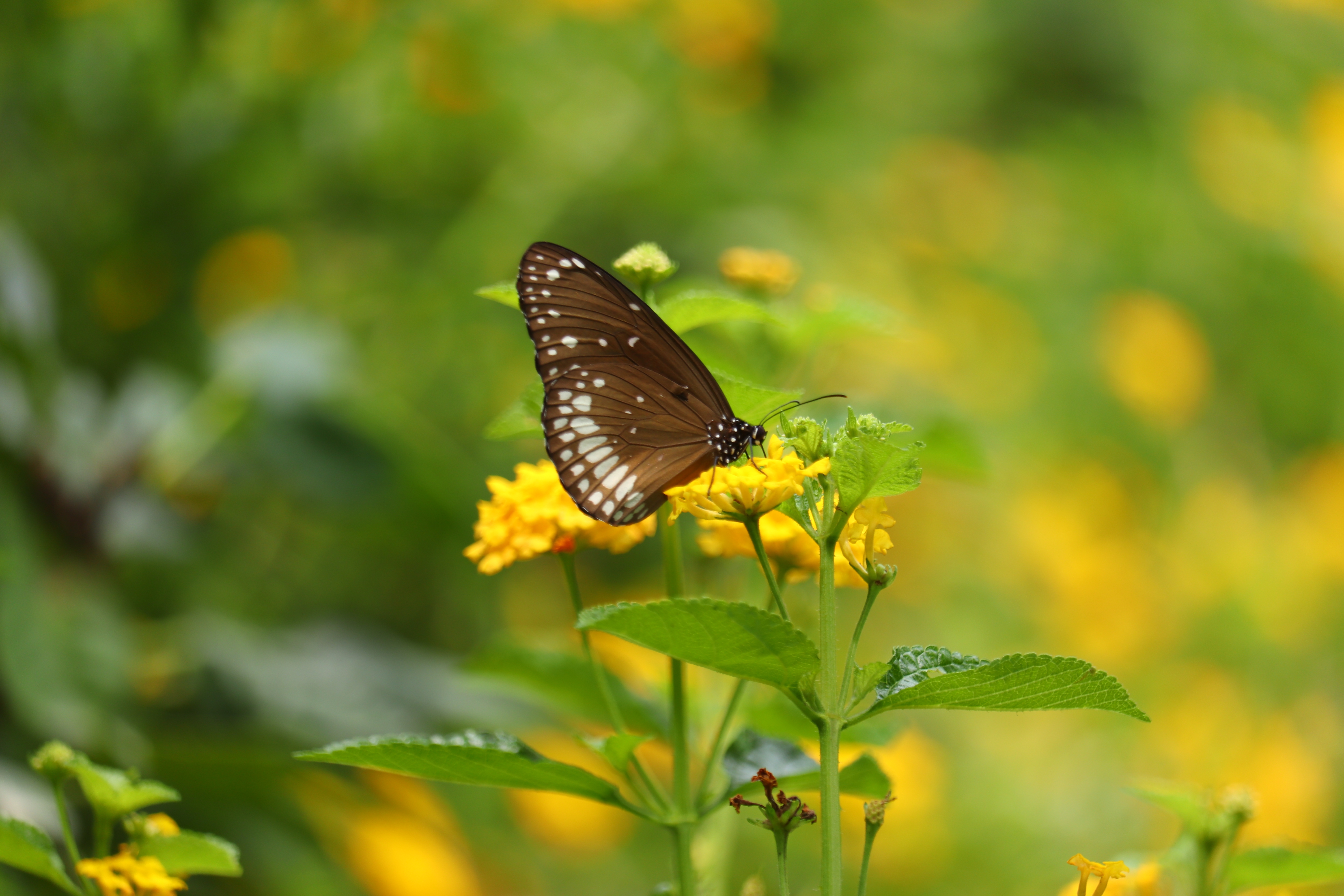 一只蝴蝶坐在一朵黄花上