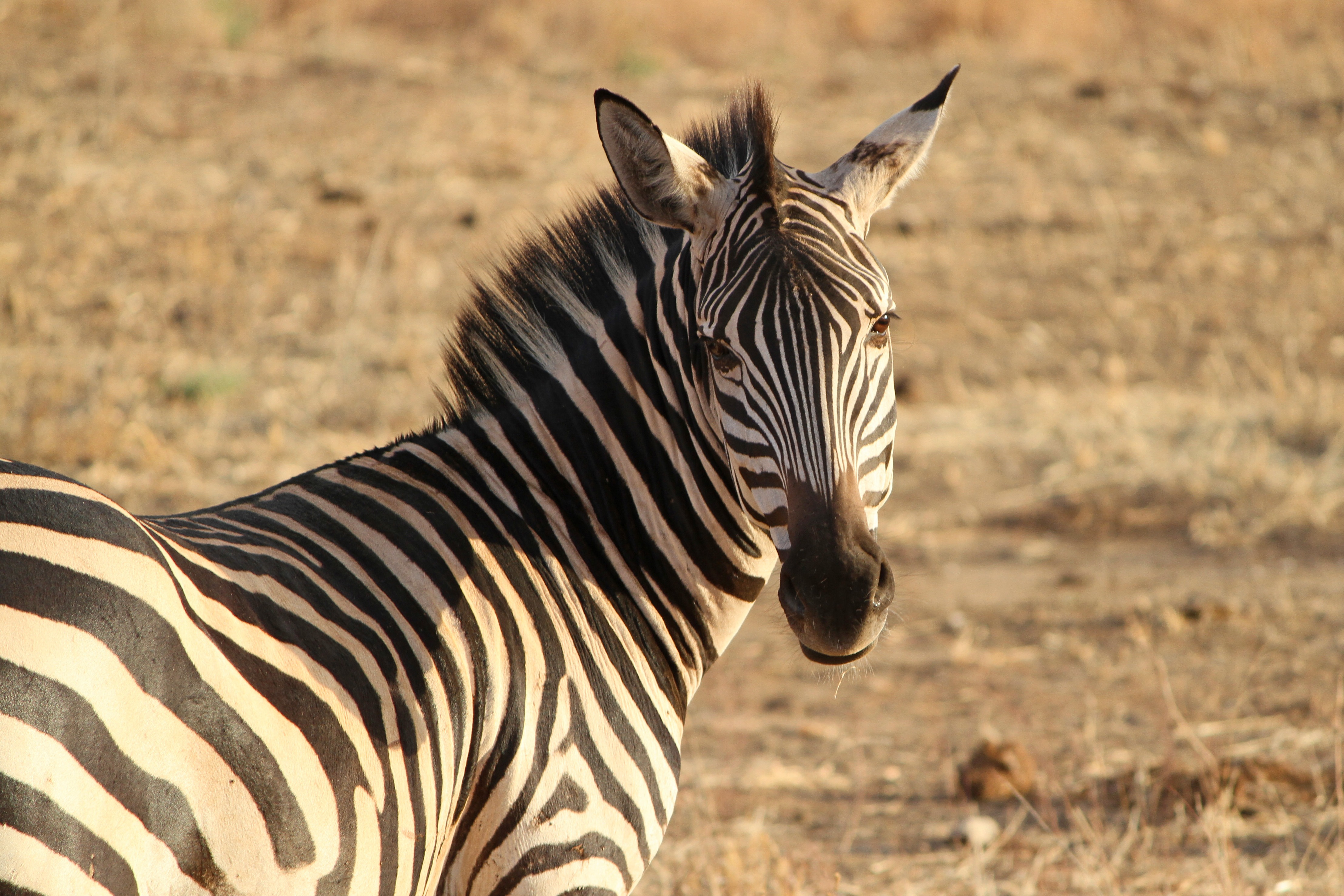 Free photo The zebra turned around at the photographer