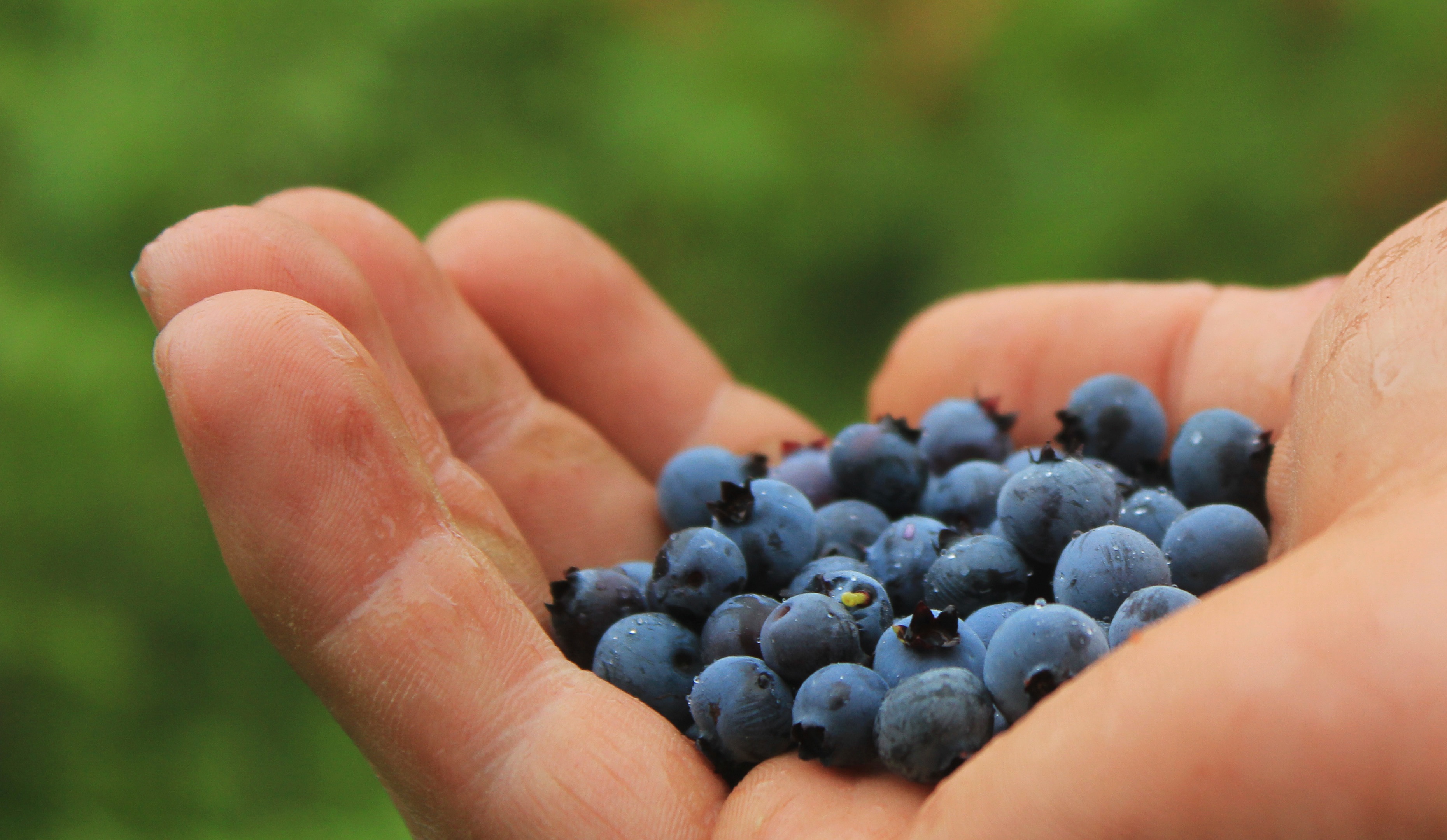 A whole armful of blueberries
