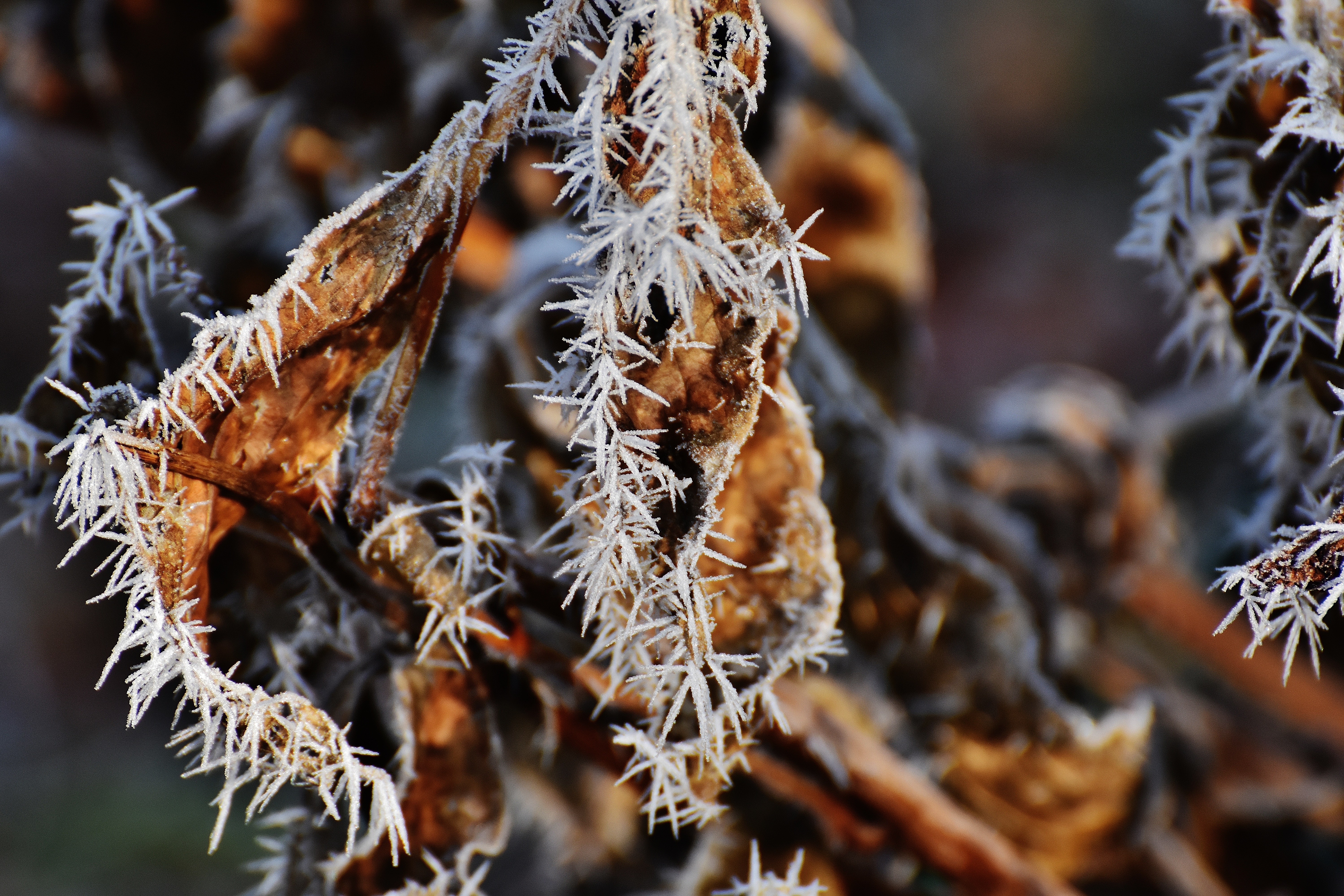 Free photo Frosty morning and dry leaves on the trees