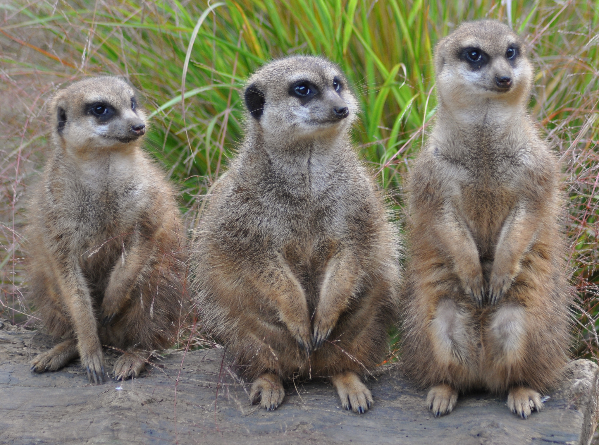 Free photo Three meerkat