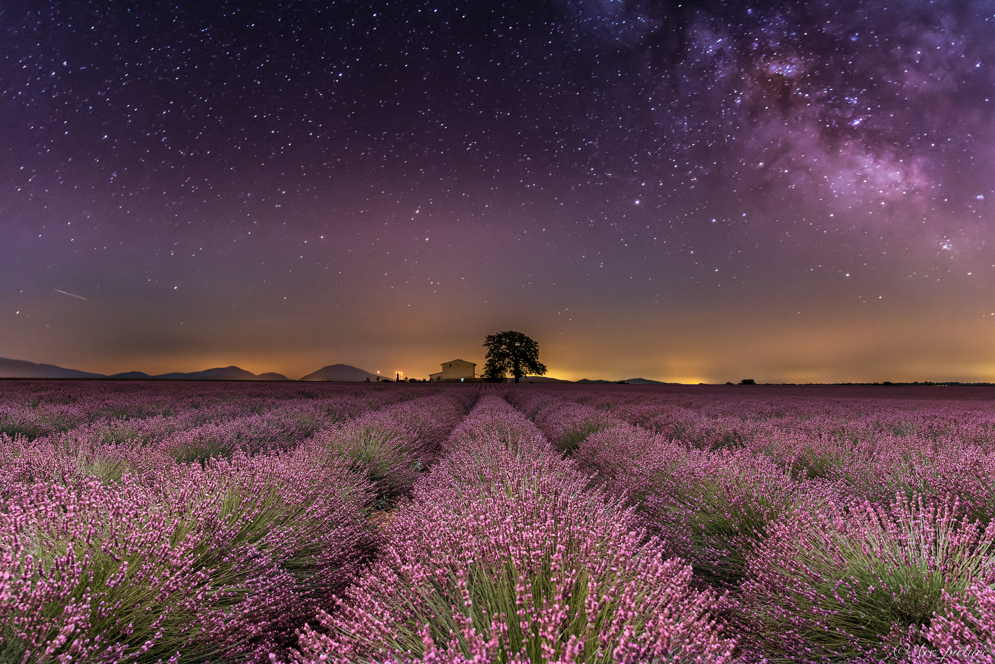 Wallpapers night field lavender on the desktop