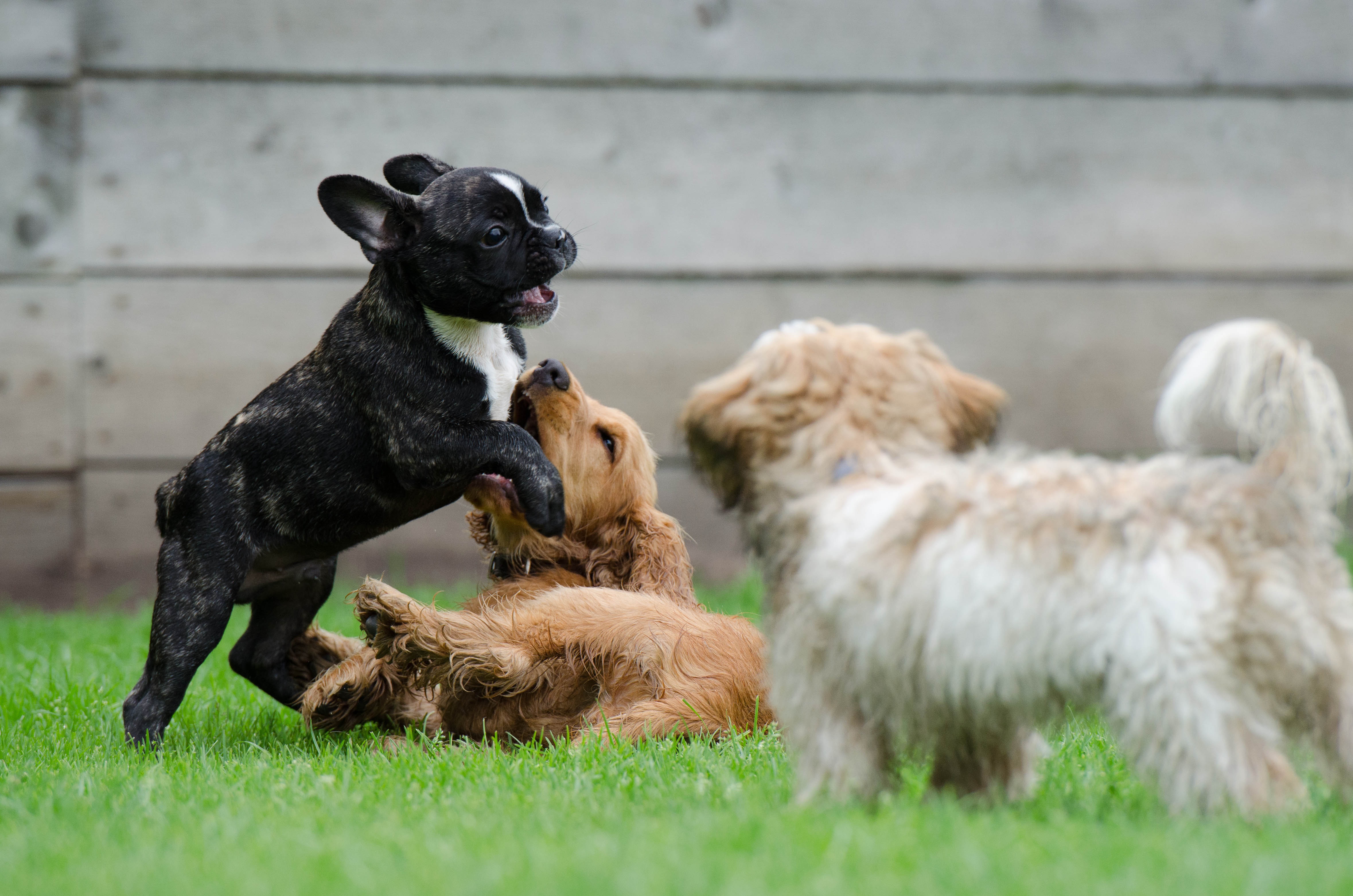 Free photo Little puppies playing on the green lawn