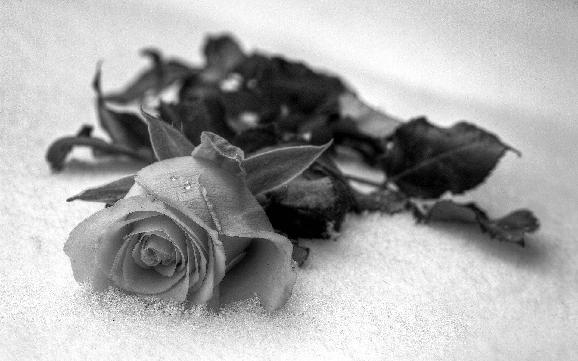 Free photo A black and white photo of a beautiful rose