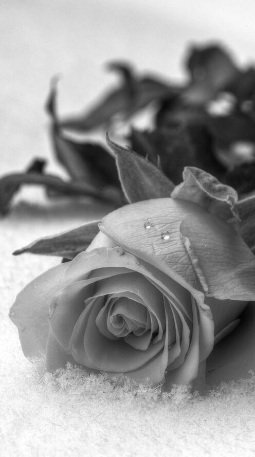 Бесплатное фото Черно-белое фото красивой розы