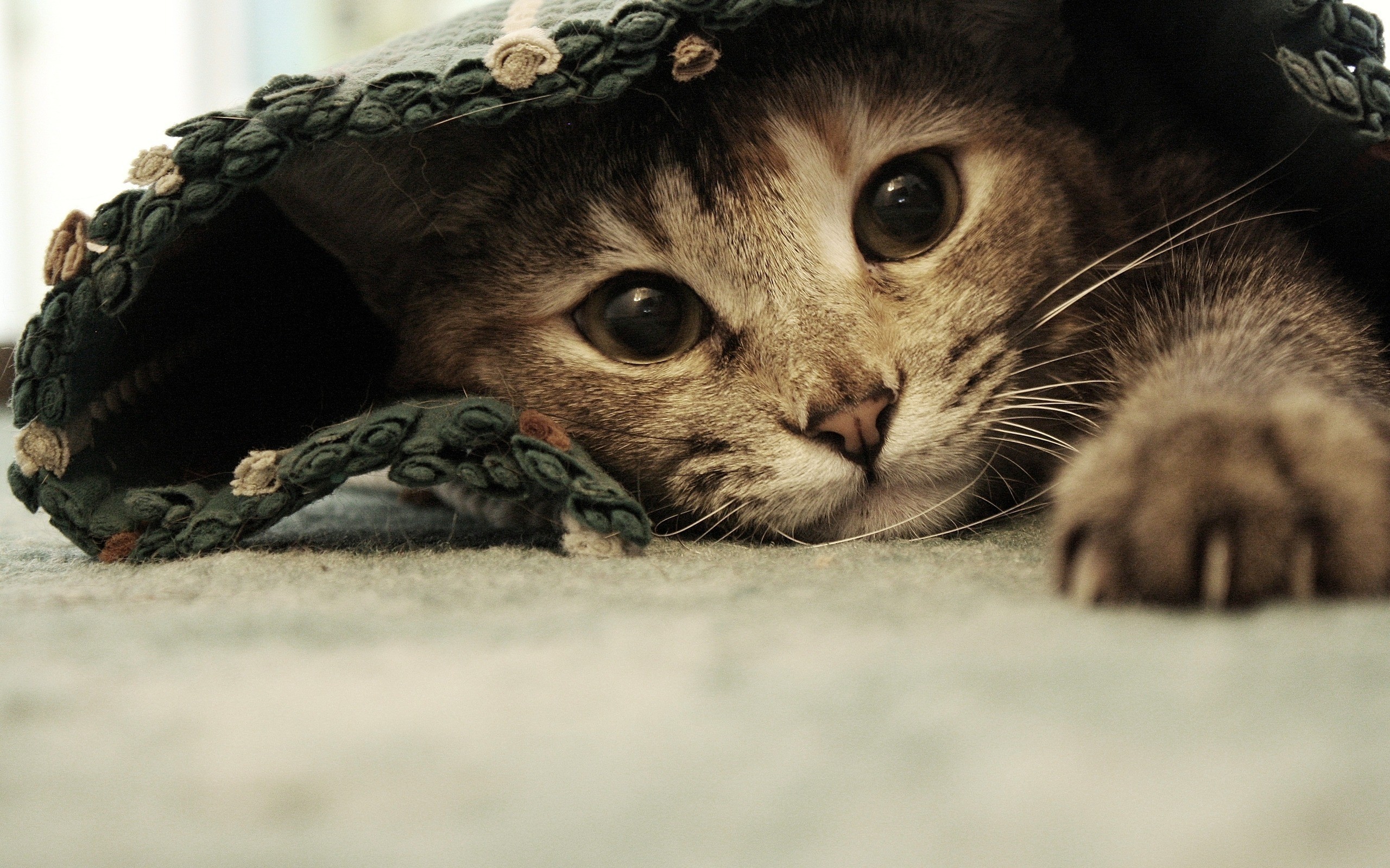 Free photo A cute kitten snuggled up with a blanket