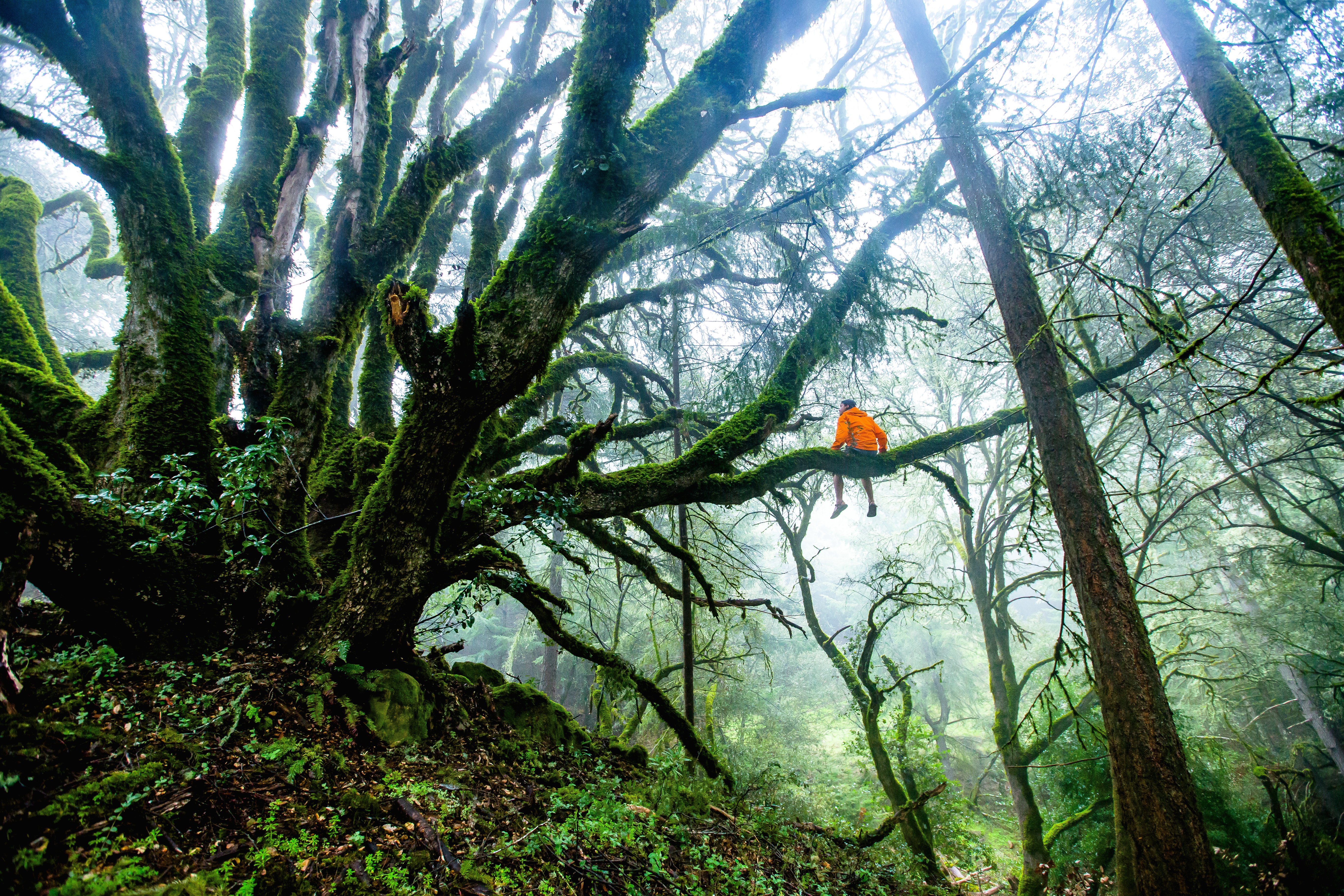 Wallpapers vegetation ecosystem nature on the desktop