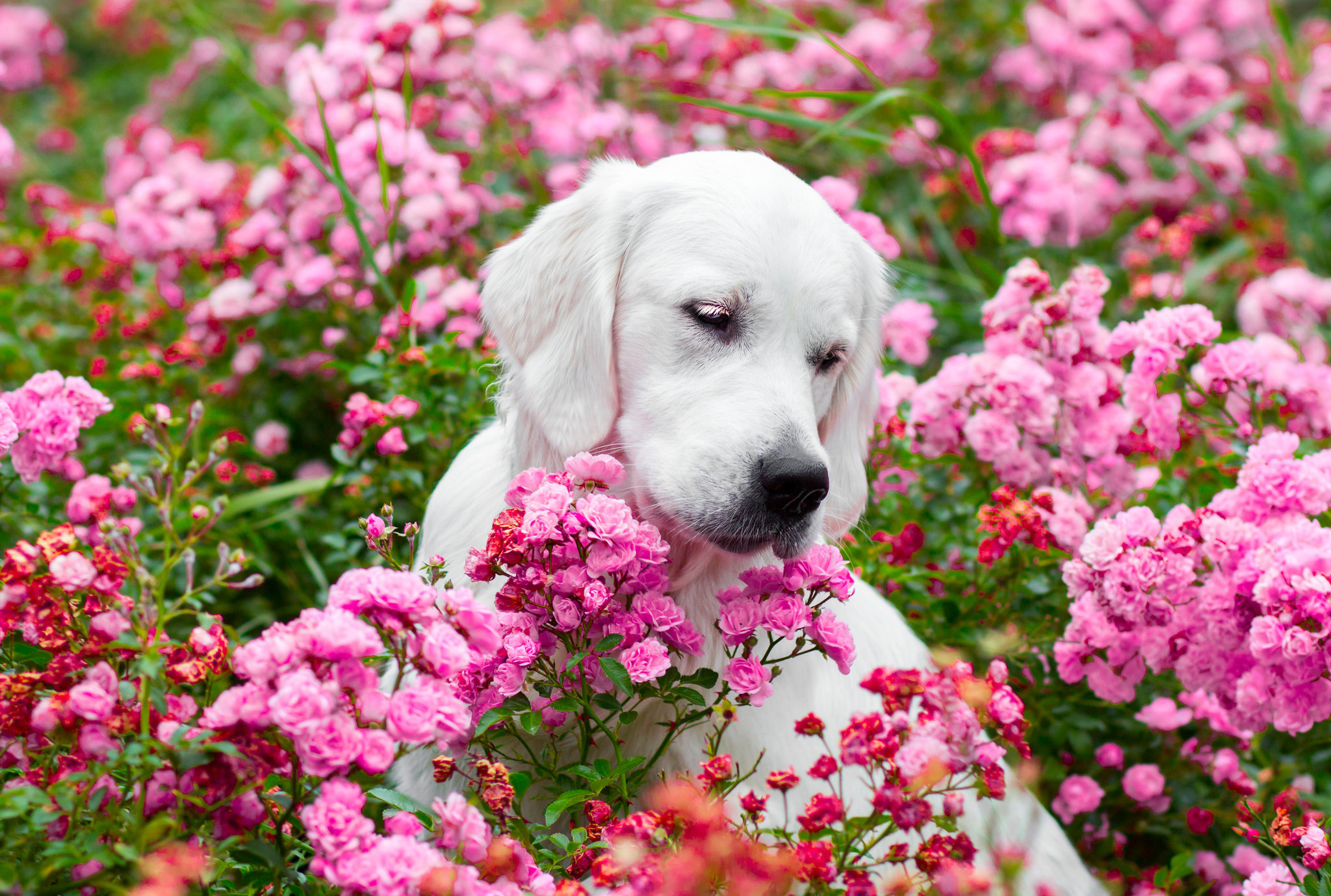 猎犬在粉红色的花朵中