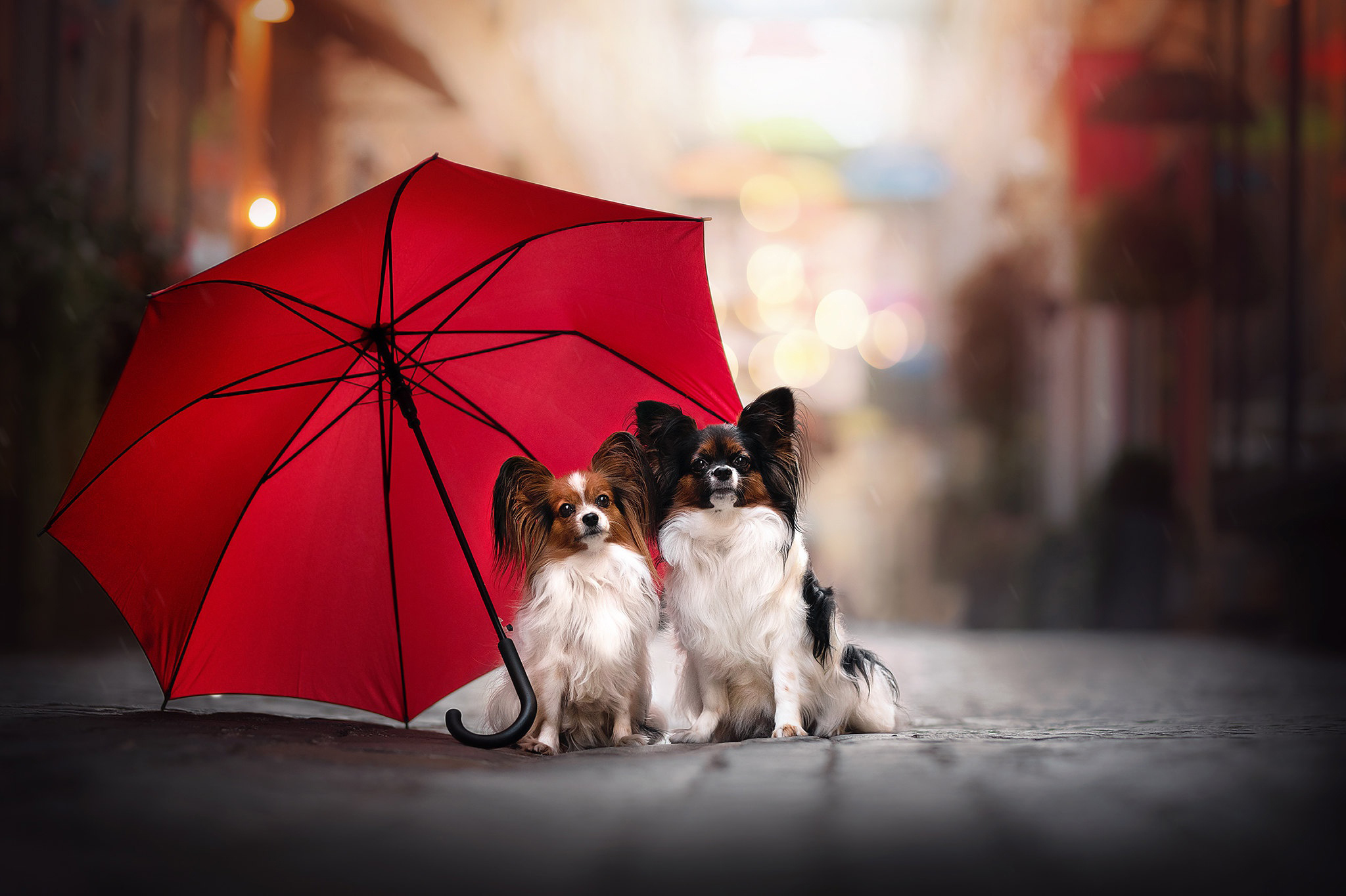 Free photo Two Papillon under an umbrella